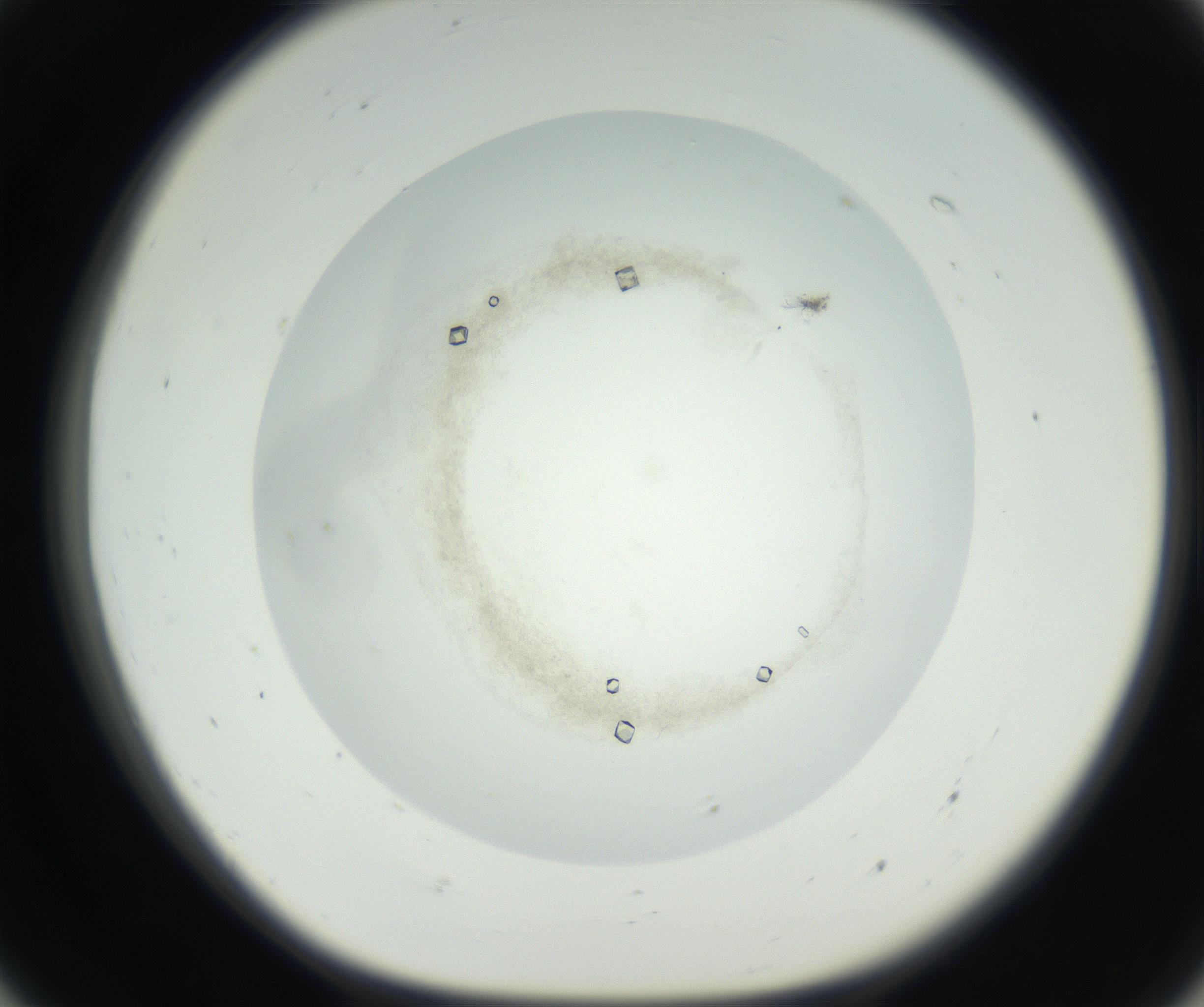 RI01_03_000_0212_Proj1_Clon1_MC_0000MC102631_004_160814_07_05_01_00_99_002_001_RAI.jpg