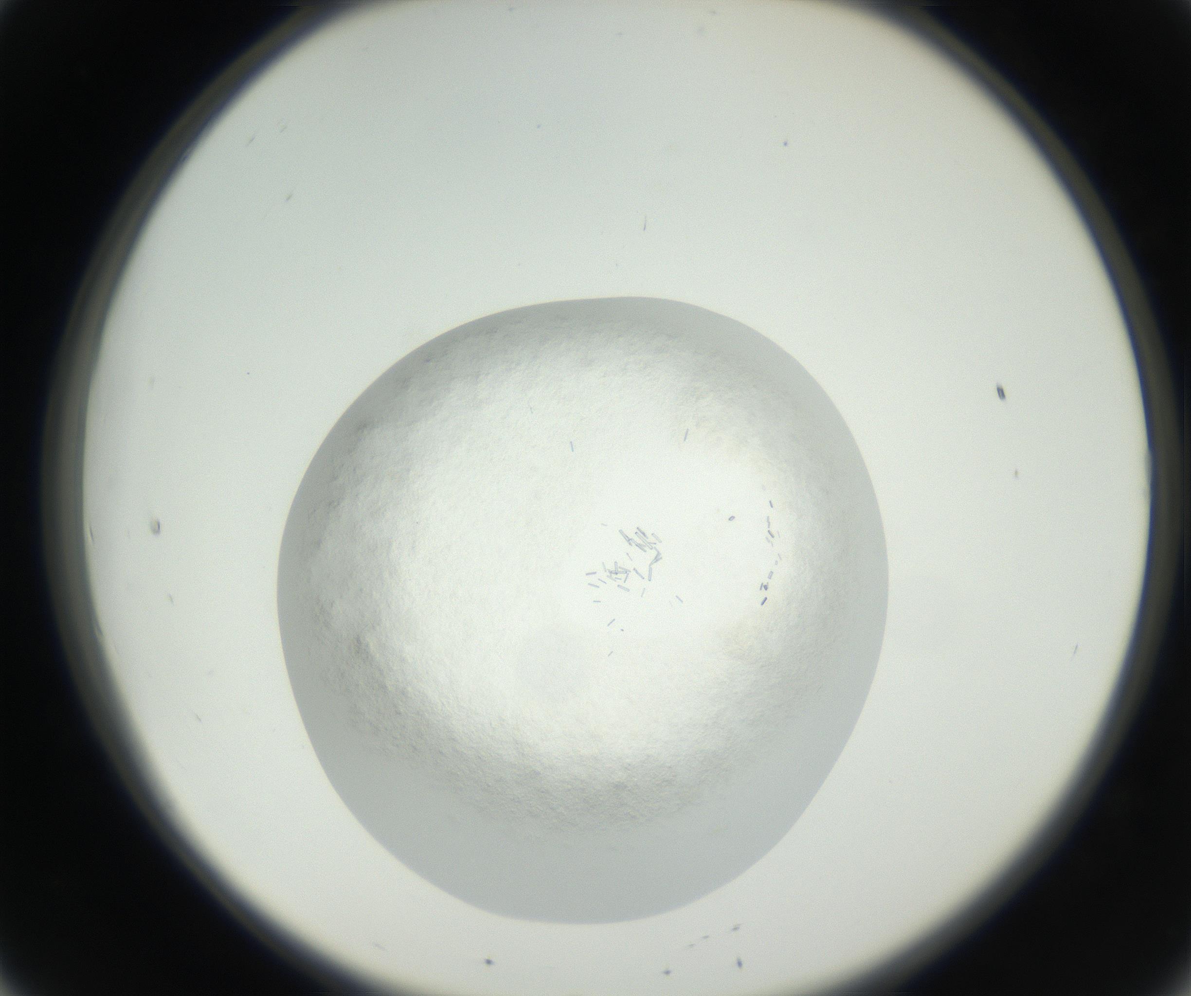 RI01_03_000_0212_Proj1_Clon1_MC_0000MC102631_004_160814_08_02_02_00_99_002_001_RAI.jpg