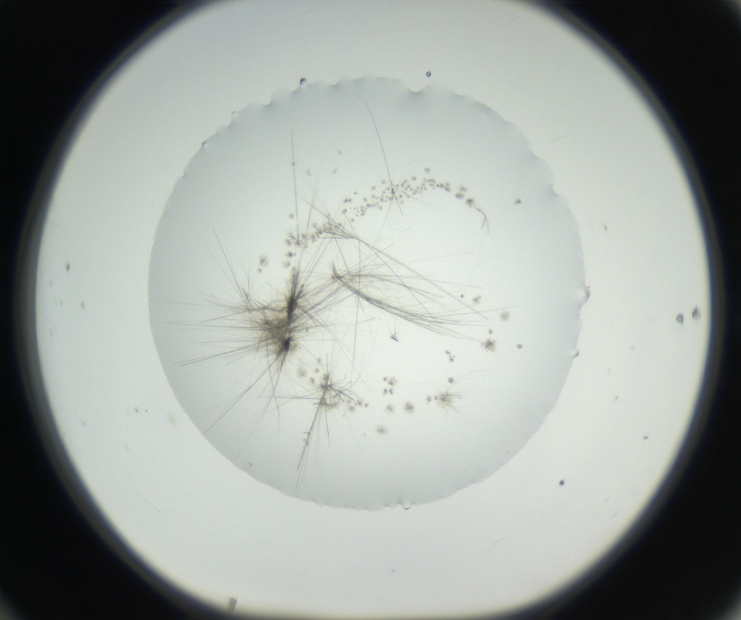 RI01_03_000_0212_Proj1_Clon1_MC_0000MC102631_004_160814_10_06_01_00_99_002_001_RAI.jpg