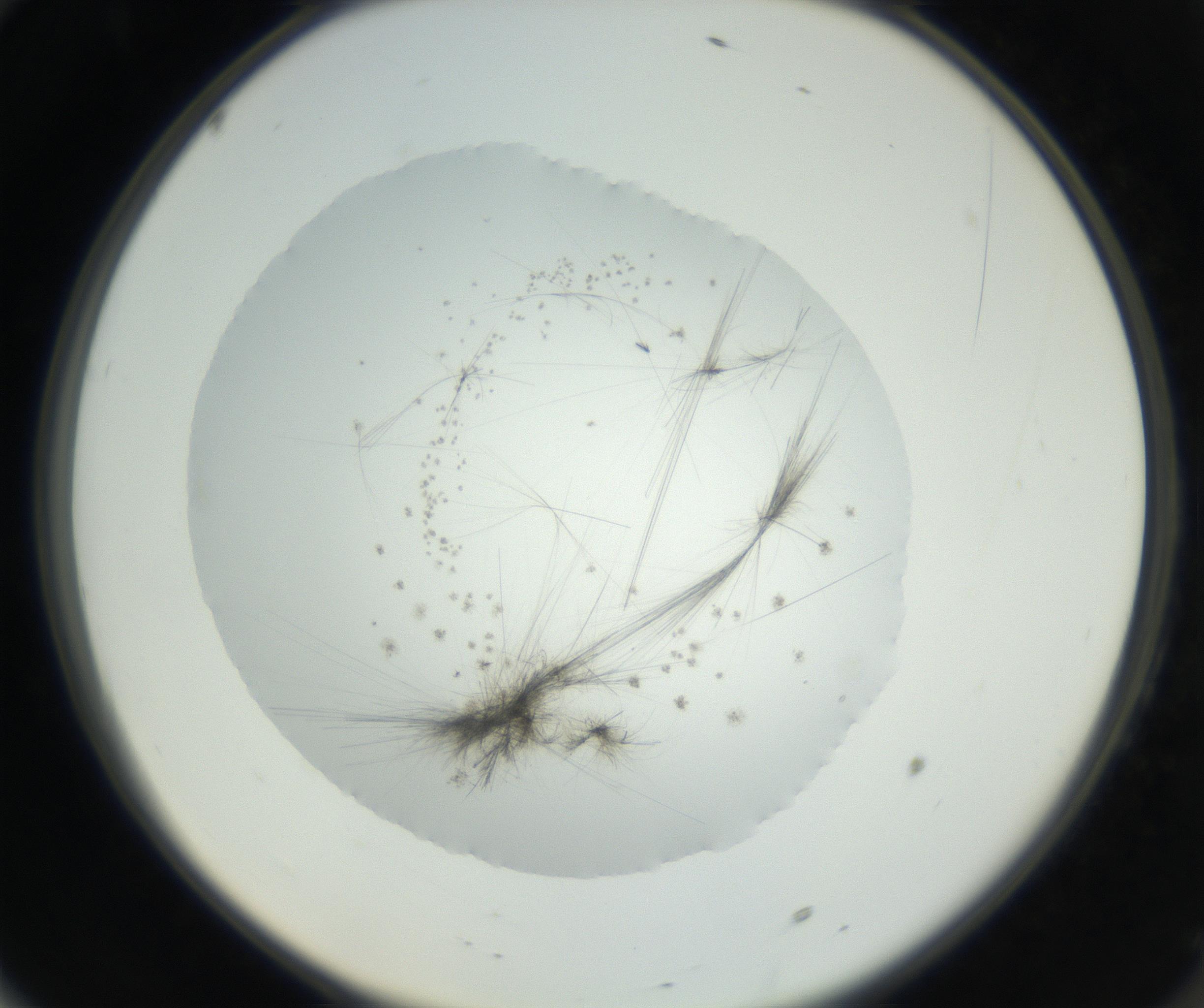 RI01_03_000_0212_Proj1_Clon1_MC_0000MC102631_004_160814_10_06_02_00_99_002_001_RAI.jpg