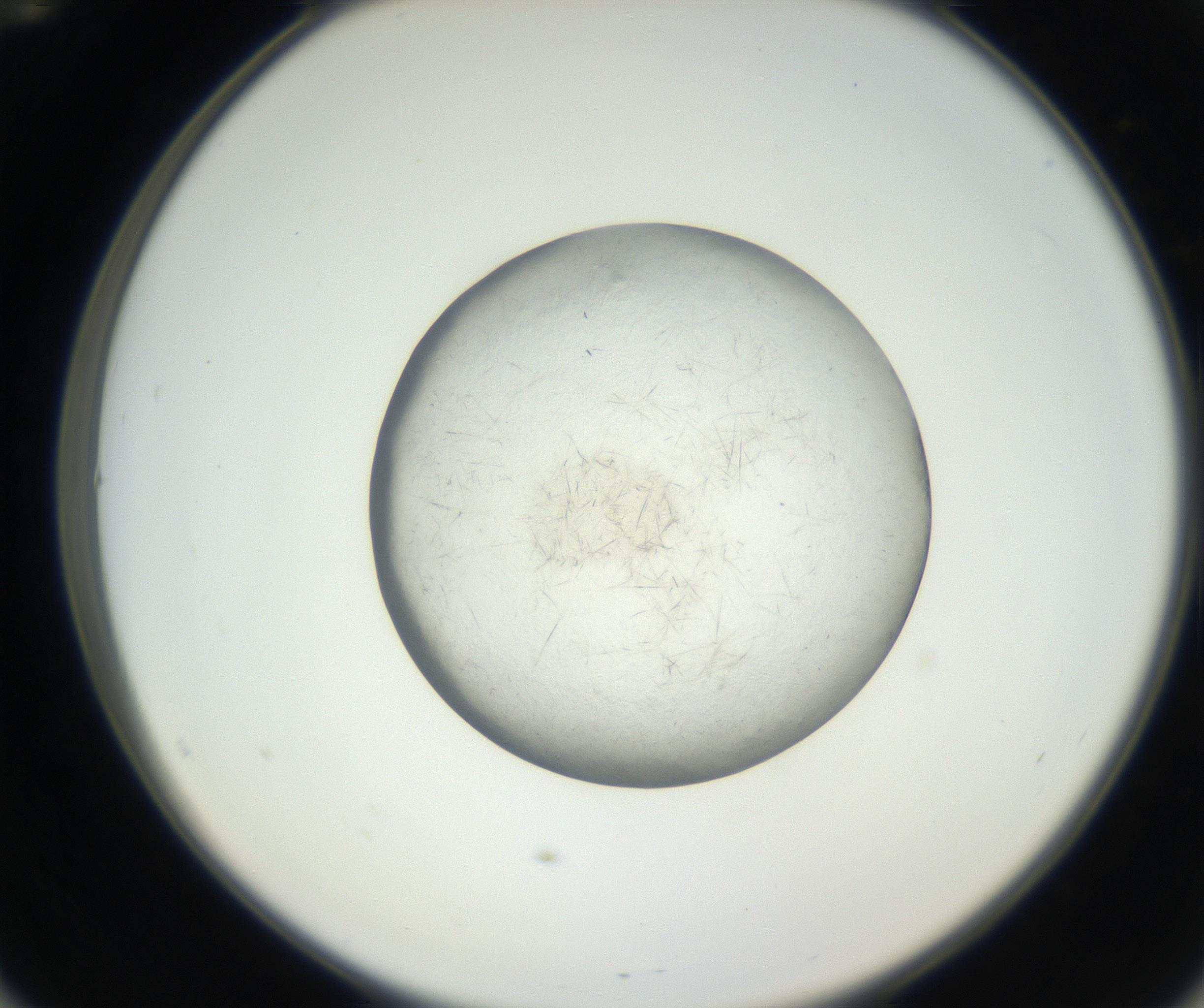 RI01_03_000_0212_Proj1_Clon1_MC_0000MC102631_004_160814_12_05_02_00_99_002_001_RAI.jpg