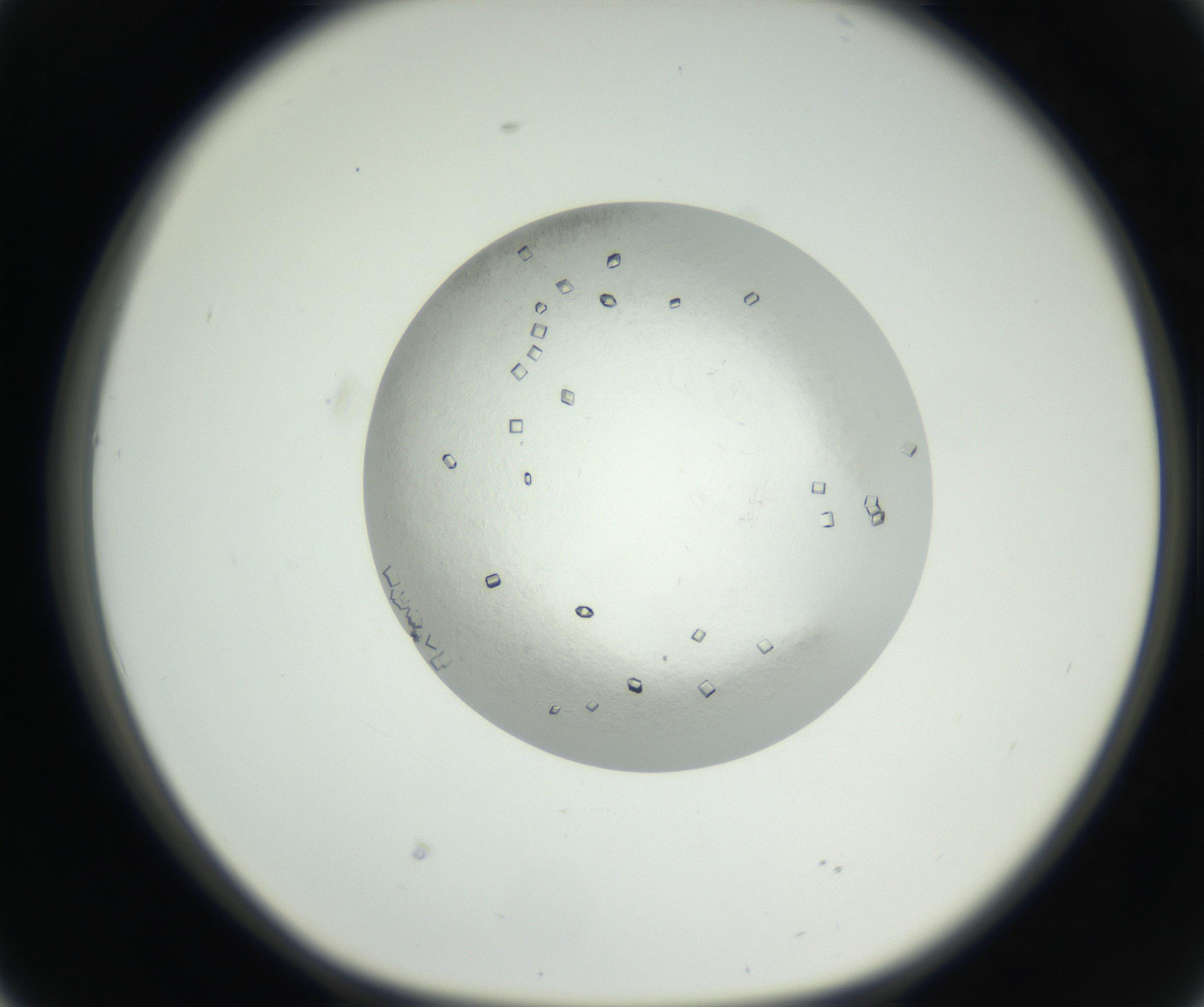 RI01_03_000_0212_Proj1_Clon1_MC_0000MC102631_005_160816_02_04_01_00_99_002_001_RAI.jpg