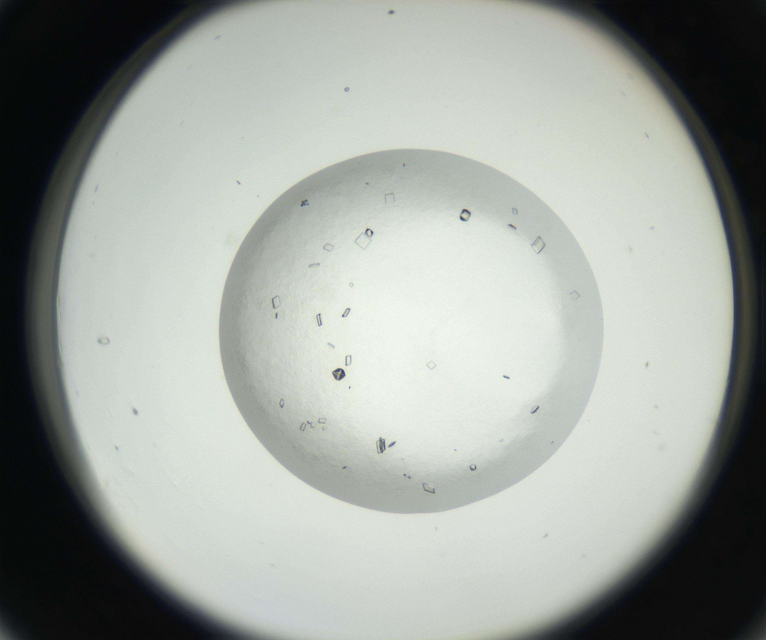RI01_03_000_0212_Proj1_Clon1_MC_0000MC102631_005_160816_04_03_02_00_99_002_001_RAI.jpg