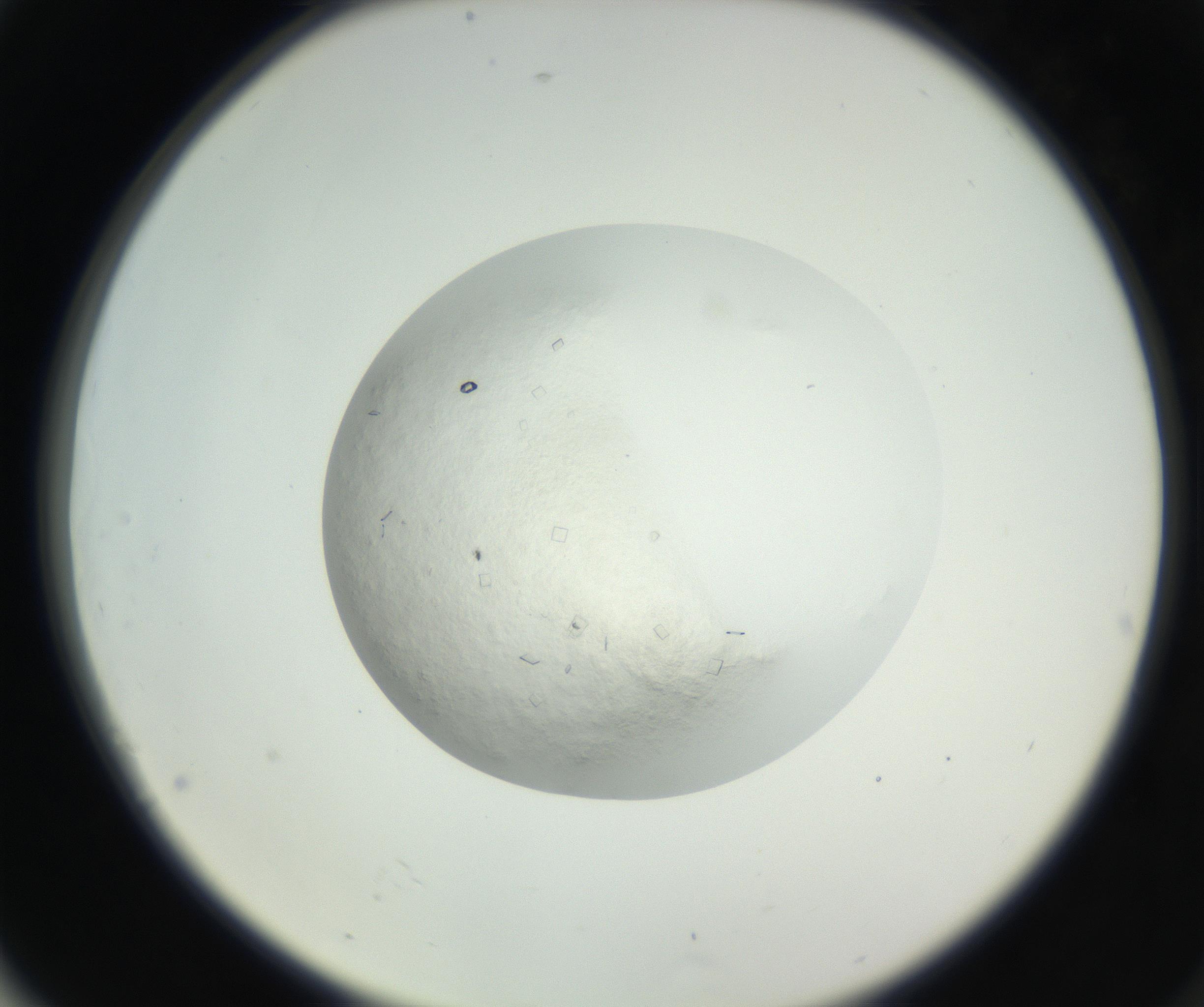 RI01_03_000_0212_Proj1_Clon1_MC_0000MC102631_005_160816_04_07_02_00_99_002_001_RAI.jpg