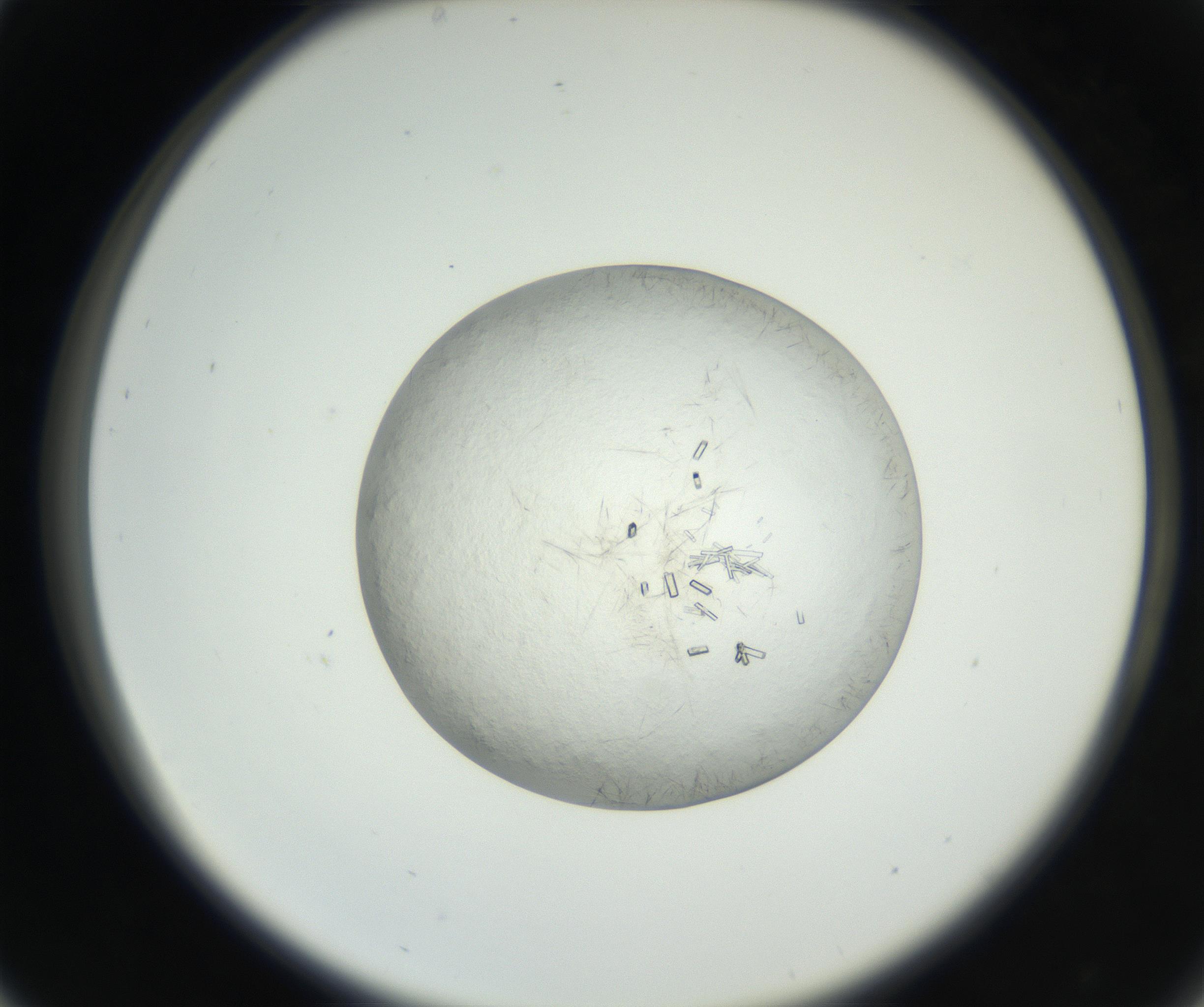 RI01_03_000_0212_Proj1_Clon1_MC_0000MC102631_005_160816_05_03_02_00_99_002_001_RAI.jpg