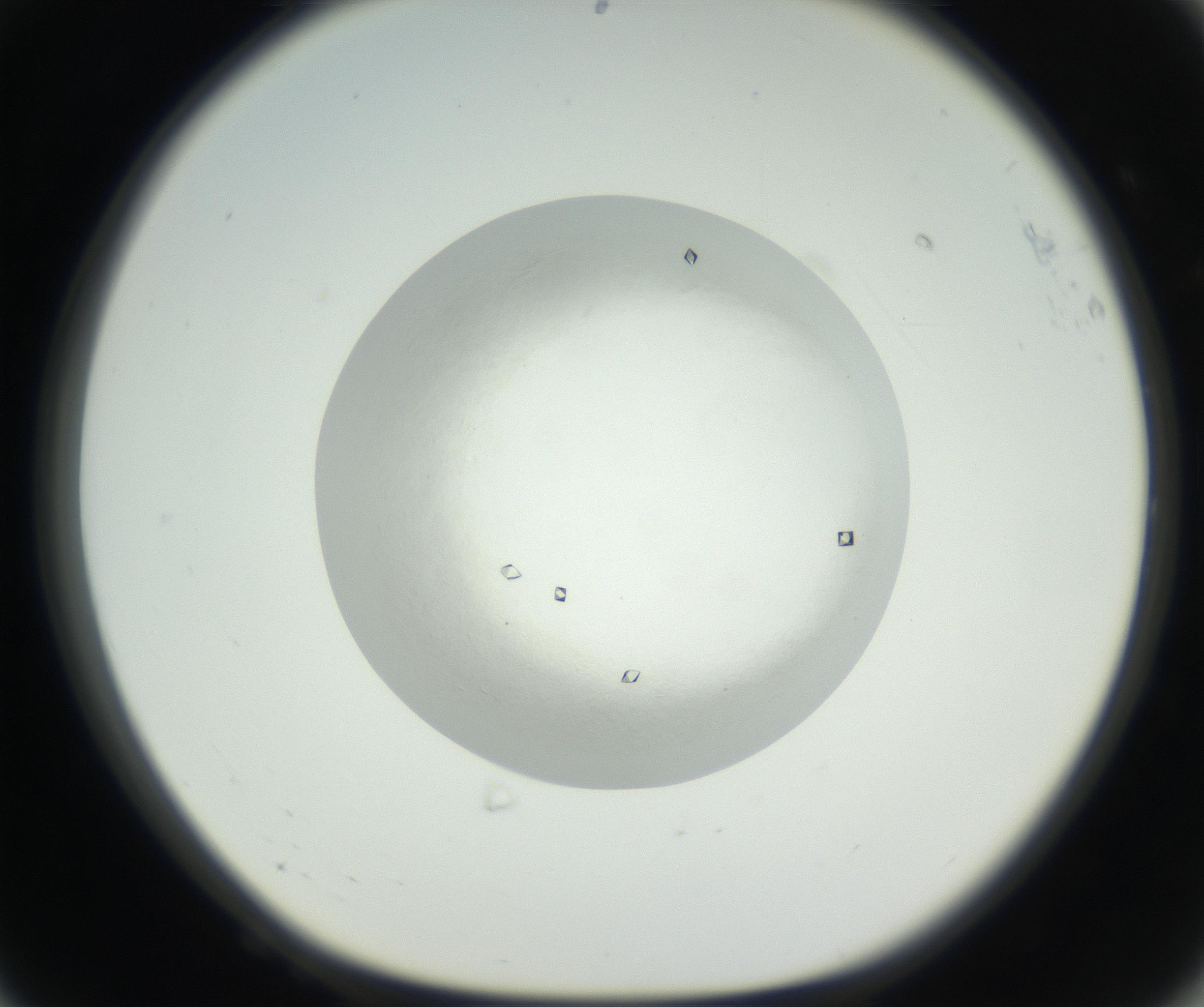 RI01_03_000_0212_Proj1_Clon1_MC_0000MC102631_005_160816_08_06_01_00_99_002_001_RAI.jpg
