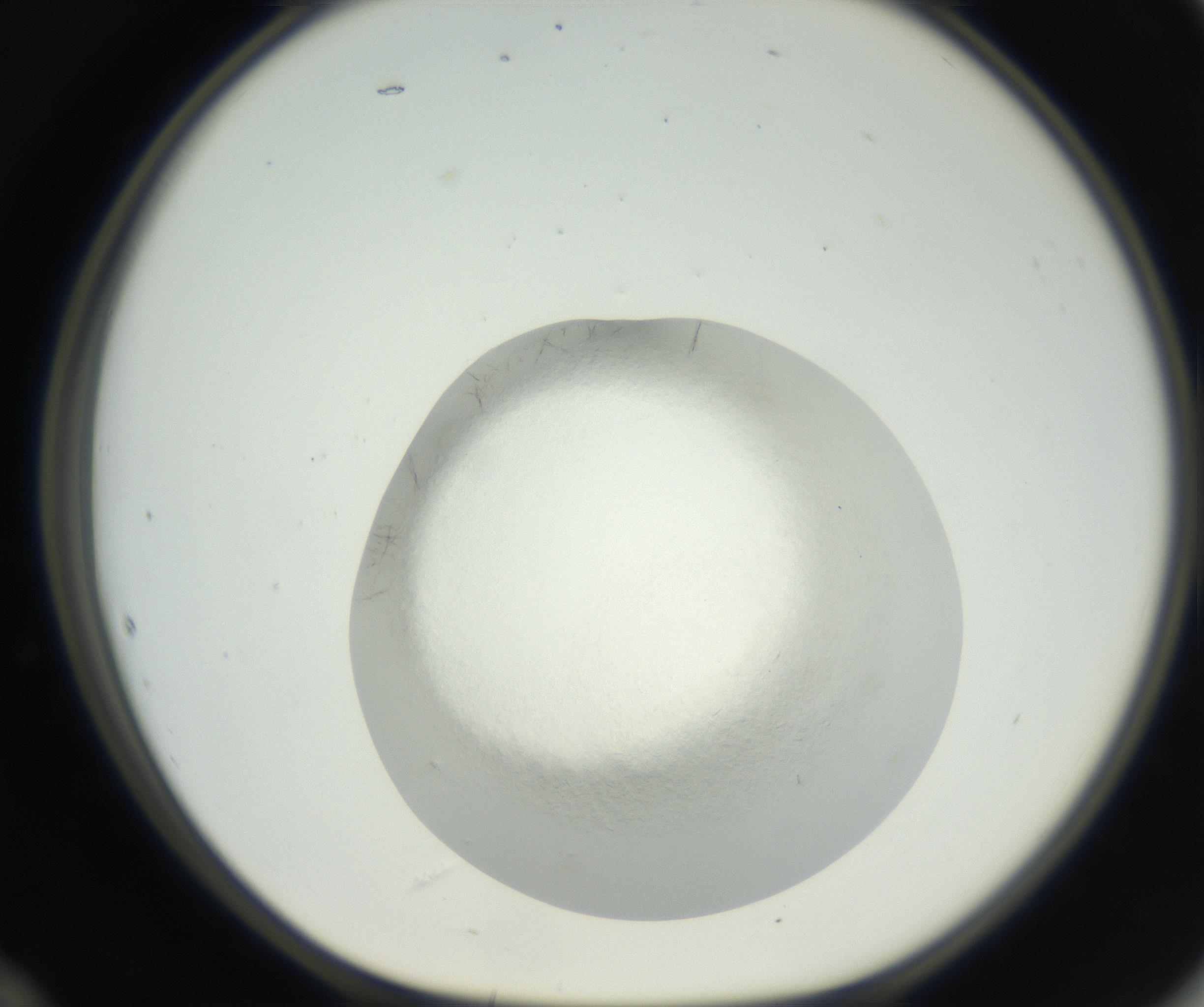 RI01_03_000_0212_Proj1_Clon1_MC_0000MC102631_005_160816_12_05_01_00_99_002_001_RAI.jpg