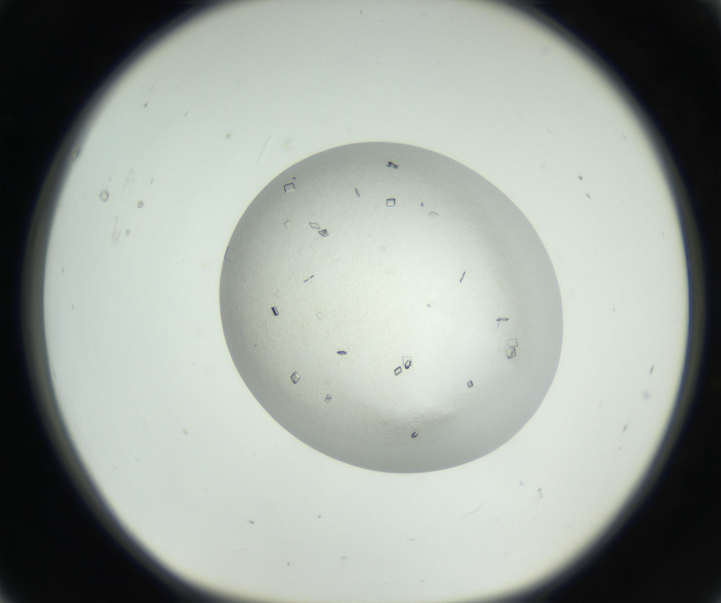 RI01_03_000_0212_Proj1_Clon1_MC_0000MC102631_008_160830_05_01_01_00_99_002_001_RAI.jpg