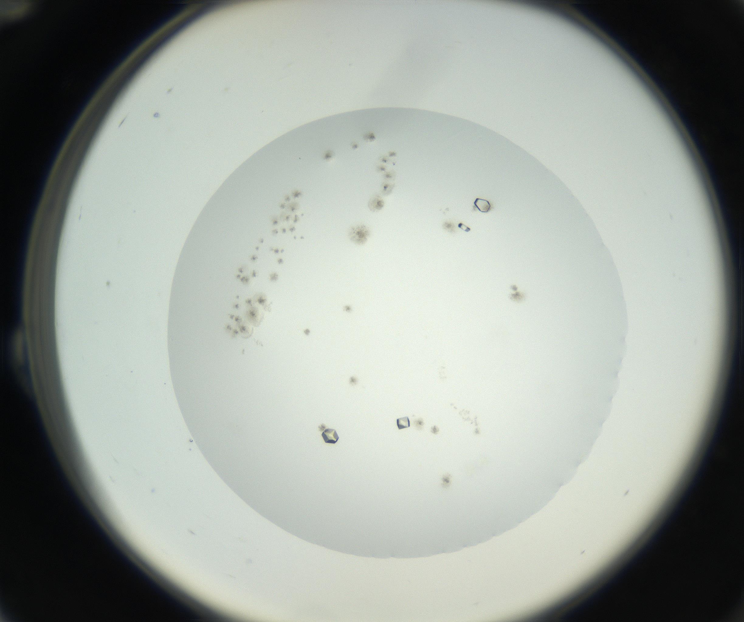RI01_03_000_0212_Proj1_Clon1_MC_0000MC102631_008_160830_12_02_02_00_99_002_001_RAI.jpg