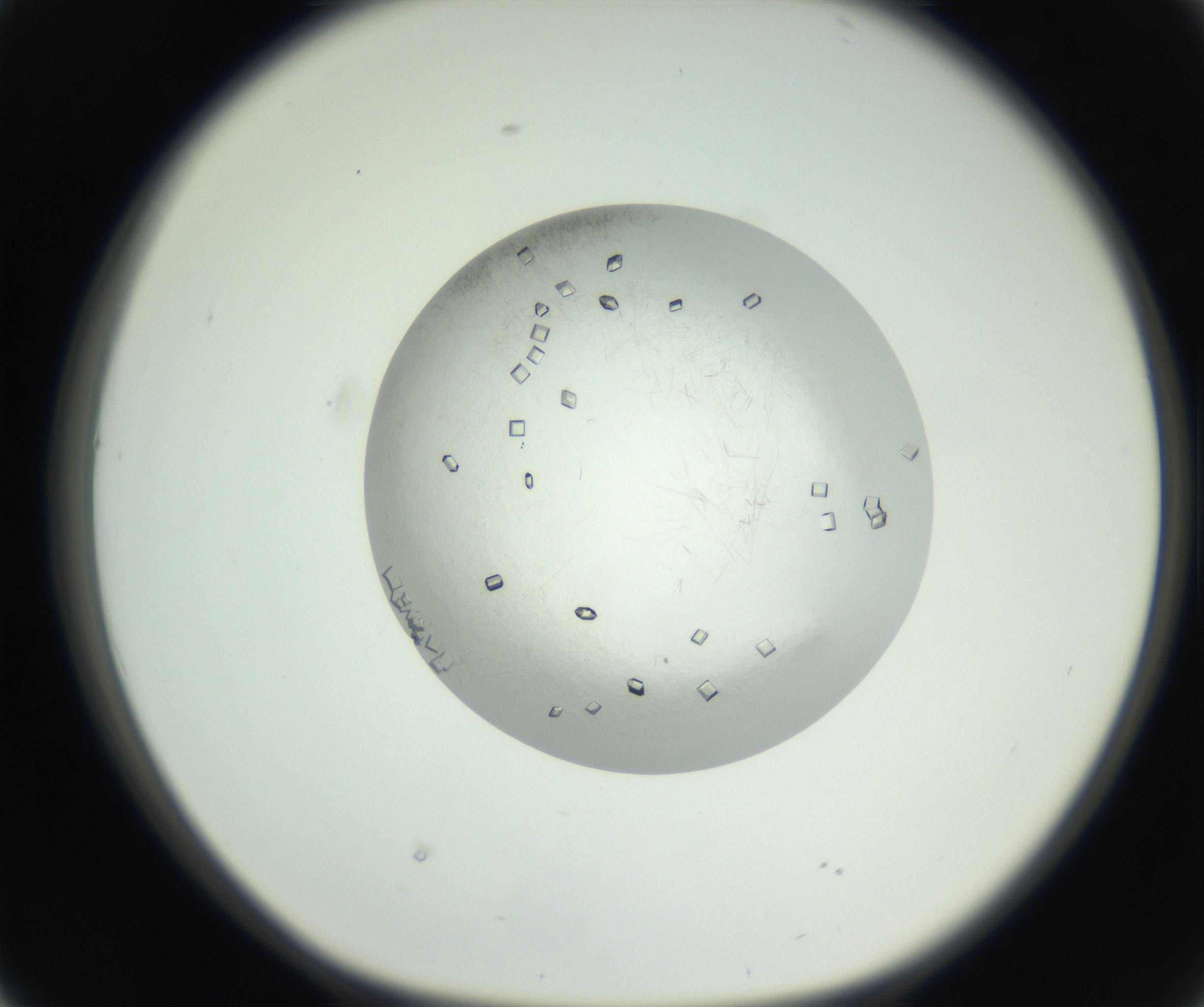 RI01_03_000_0212_Proj1_Clon1_MC_0000MC102631_008_160831_02_04_01_00_99_002_001_RAI.jpg
