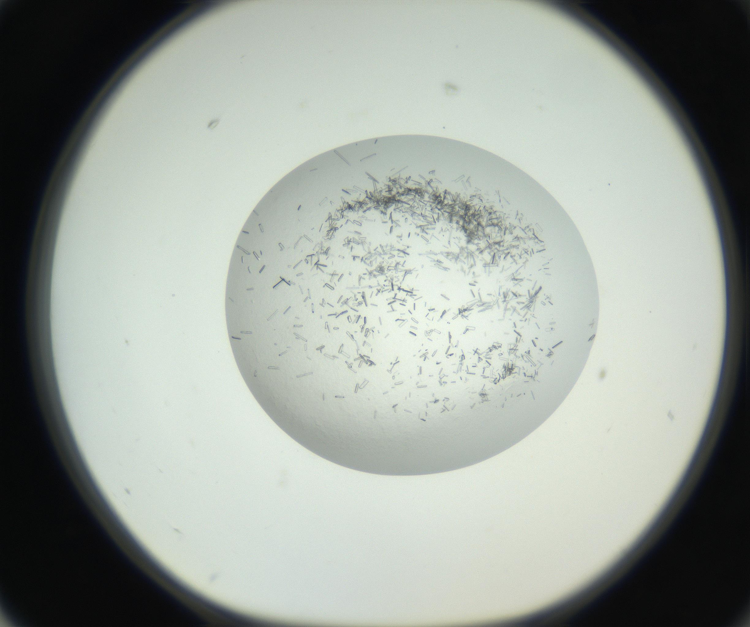 RI01_03_000_0212_Proj1_Clon1_MC_0000MC102631_008_160831_02_07_01_00_99_002_001_RAI.jpg