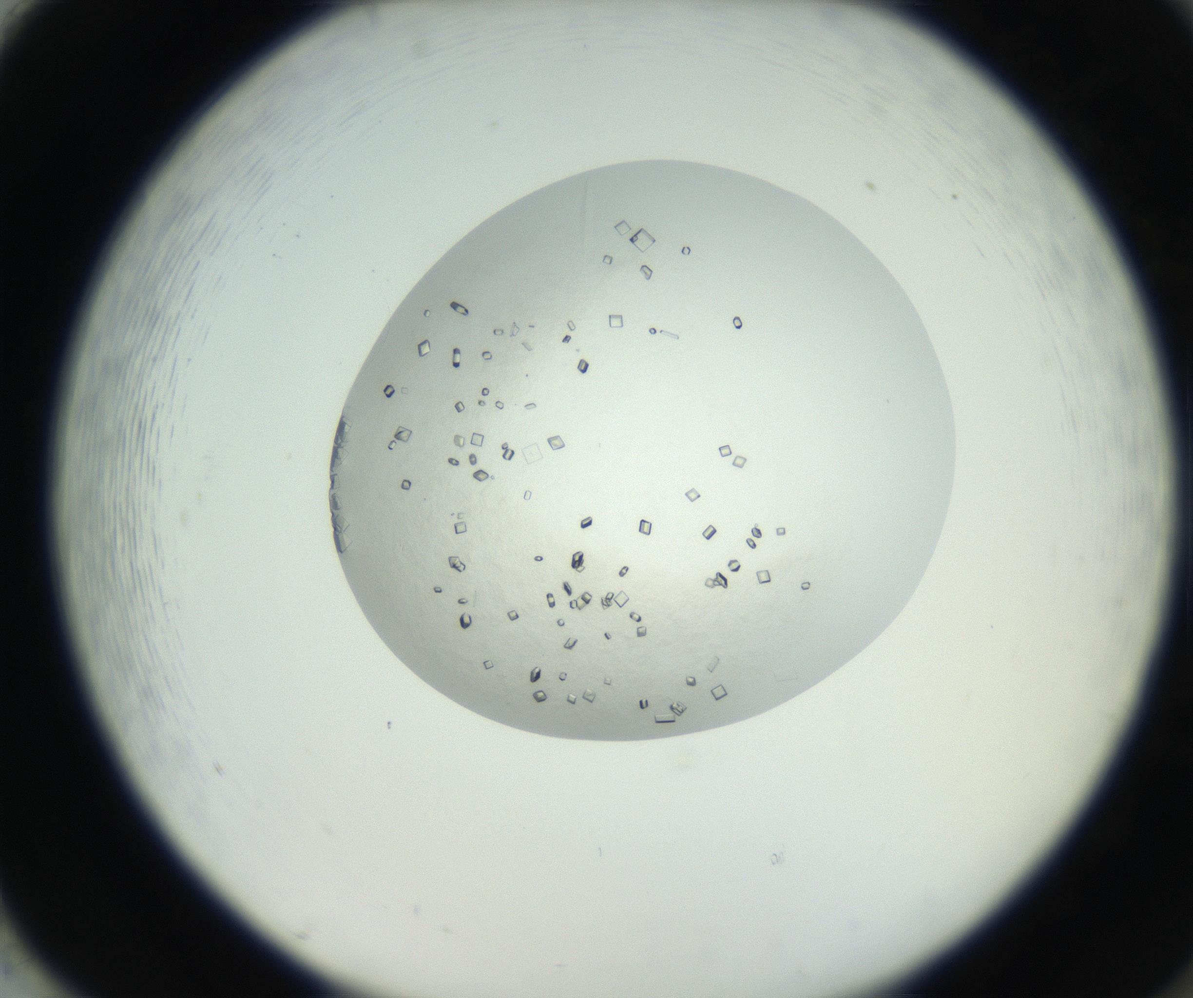 RI01_03_000_0212_Proj1_Clon1_MC_0000MC102631_008_160831_02_08_02_00_99_002_001_RAI.jpg