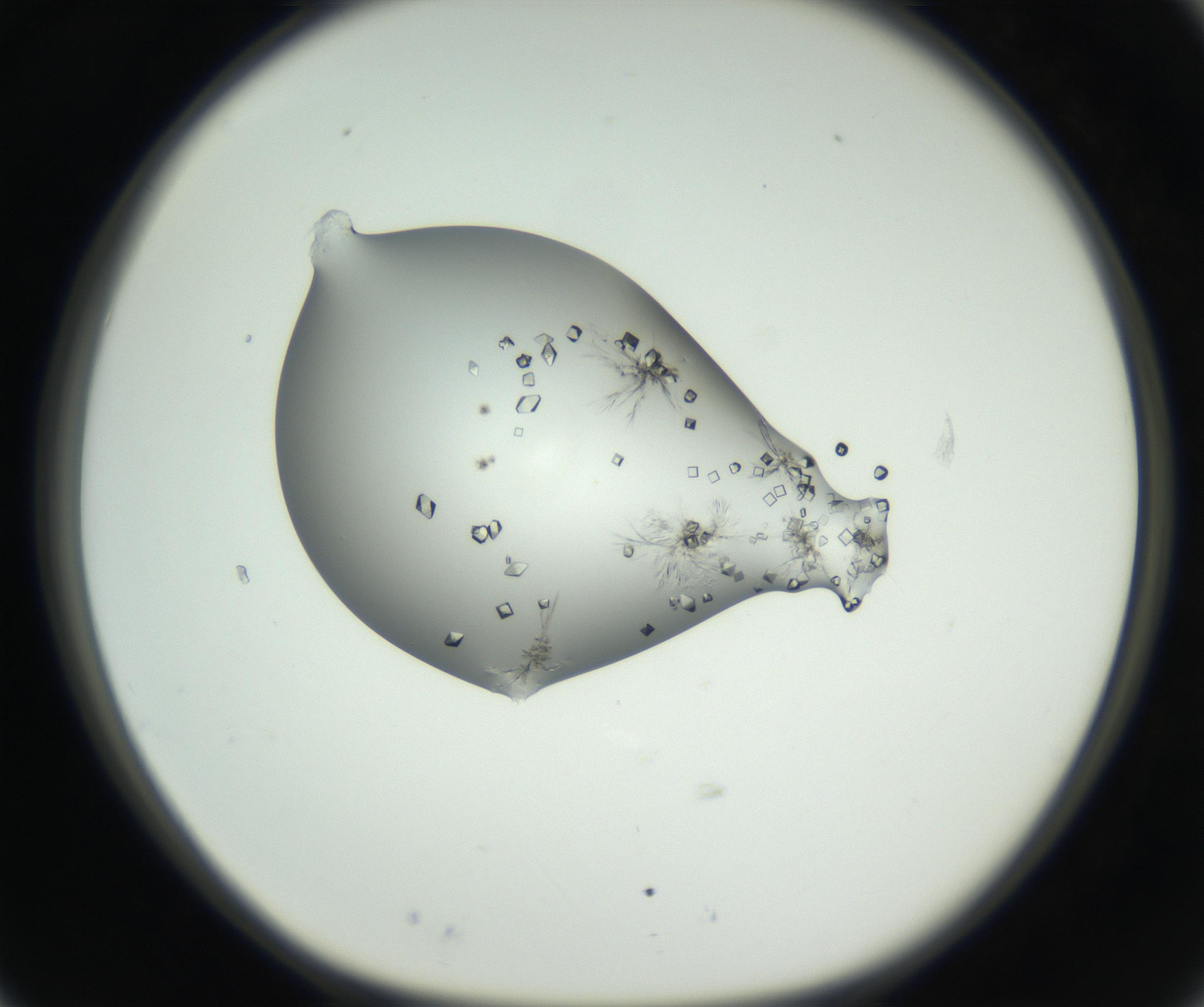 RI01_03_000_0212_Proj1_Clon1_MC_0000MC102631_008_160831_03_02_01_00_99_002_001_RAI.jpg