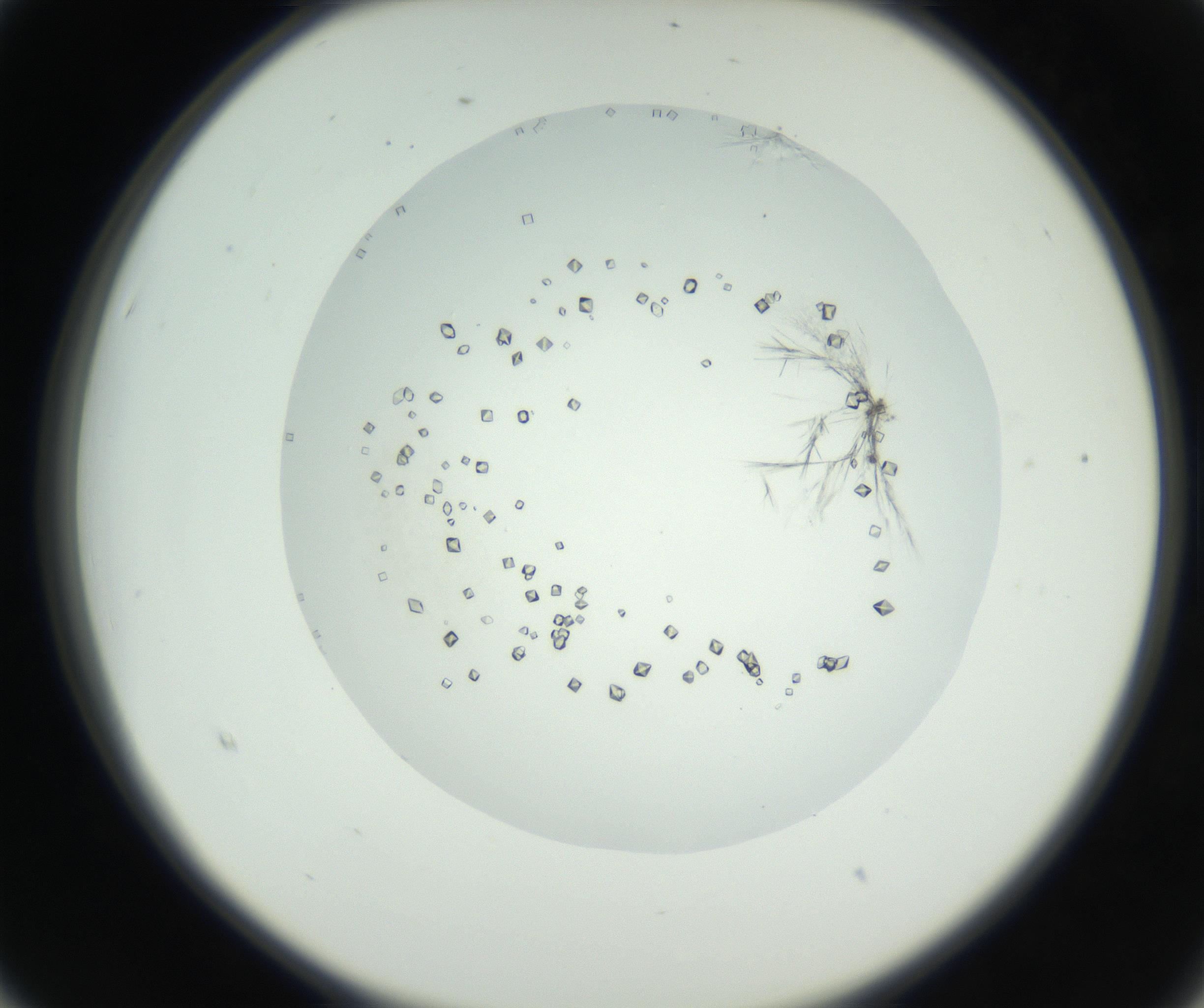 RI01_03_000_0212_Proj1_Clon1_MC_0000MC102631_008_160831_03_02_02_00_99_002_001_RAI.jpg