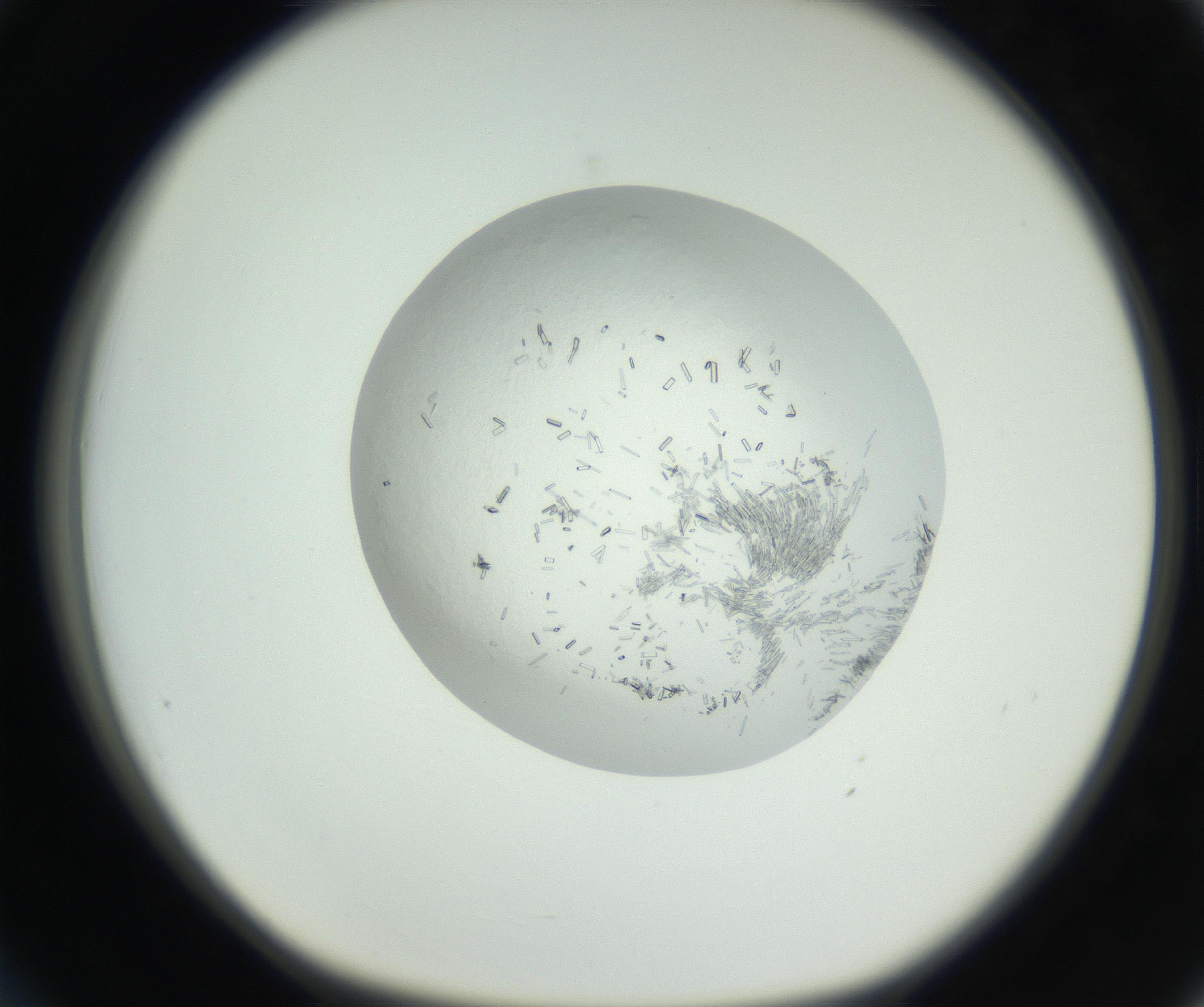RI01_03_000_0212_Proj1_Clon1_MC_0000MC102631_008_160831_03_03_01_00_99_002_001_RAI.jpg
