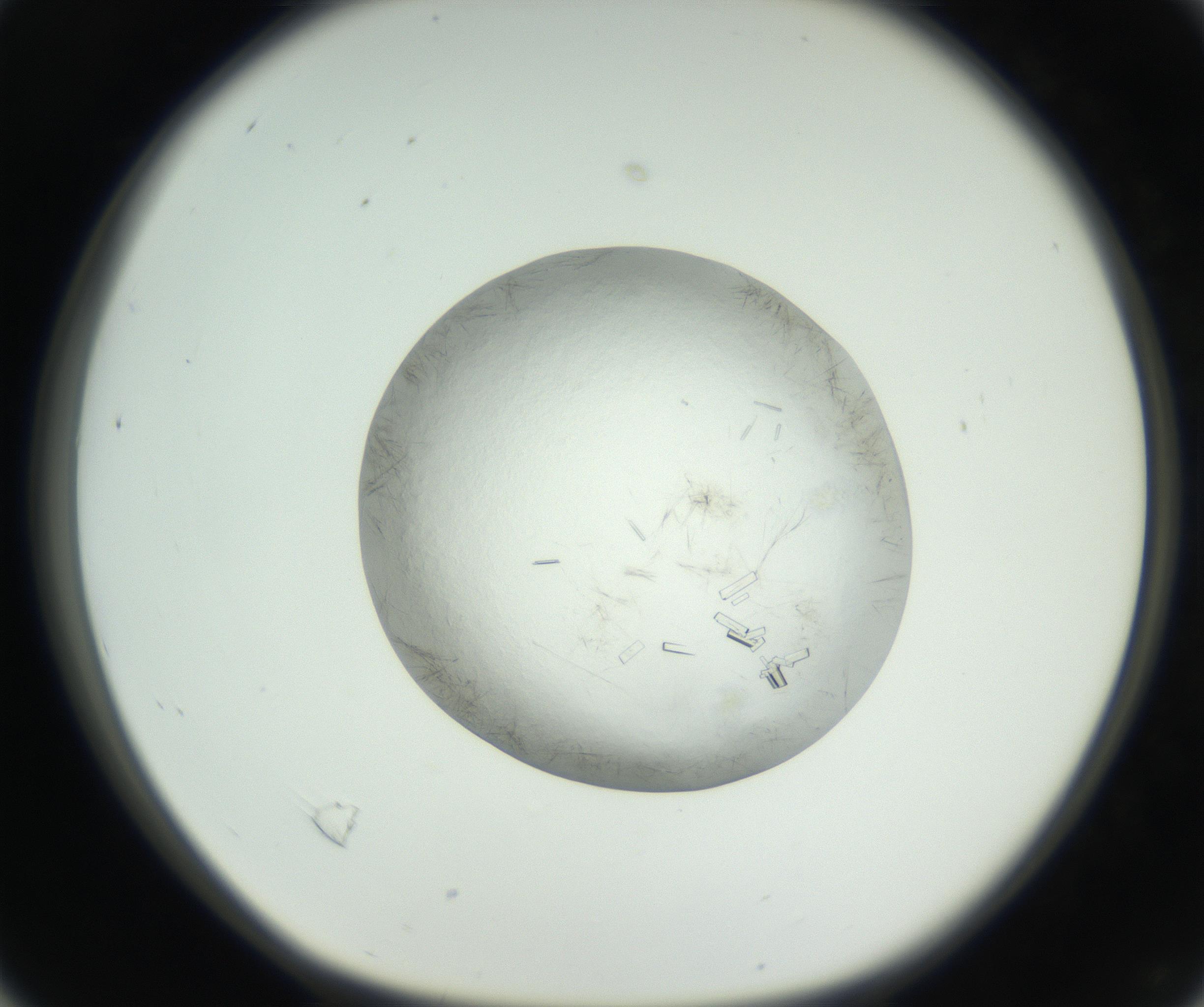 RI01_03_000_0212_Proj1_Clon1_MC_0000MC102631_008_160831_04_02_01_00_99_002_001_RAI.jpg