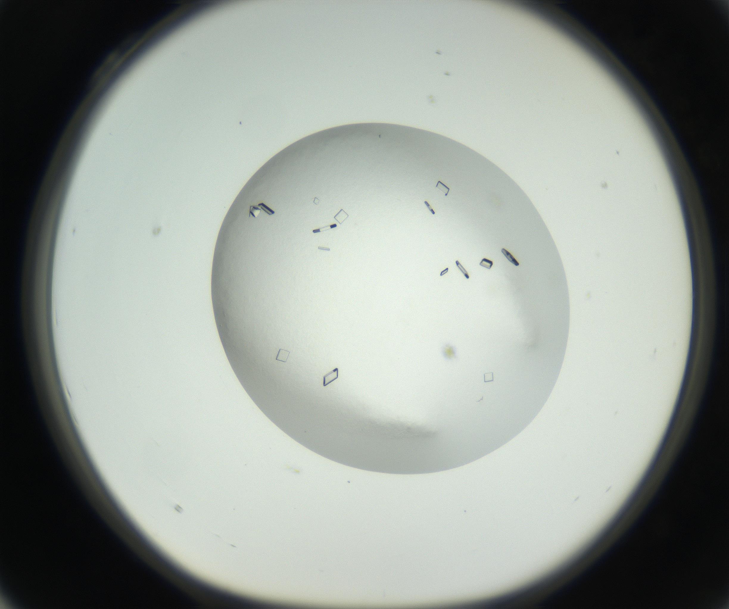 RI01_03_000_0212_Proj1_Clon1_MC_0000MC102631_008_160831_04_03_01_00_99_002_001_RAI.jpg