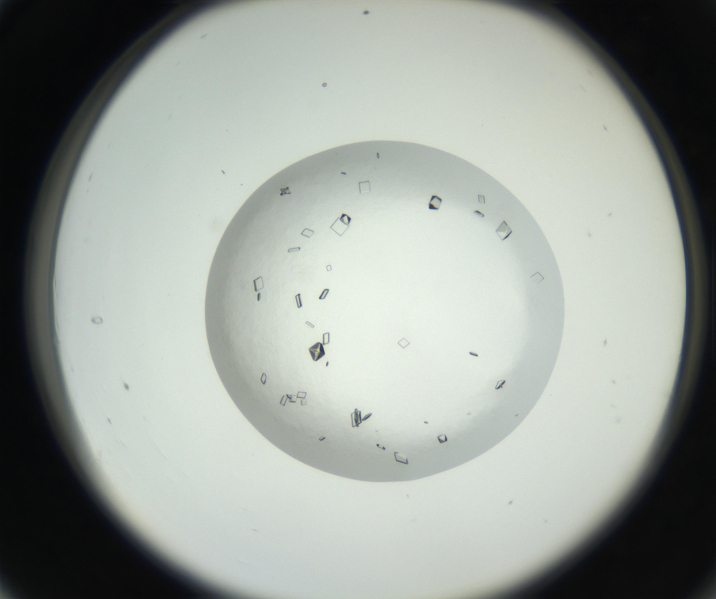 RI01_03_000_0212_Proj1_Clon1_MC_0000MC102631_008_160831_04_03_02_00_99_002_001_RAI.jpg