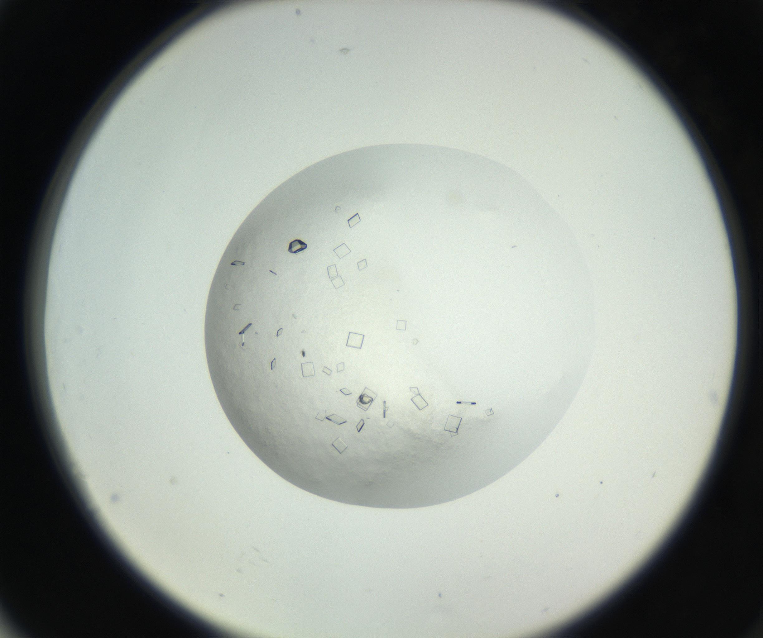 RI01_03_000_0212_Proj1_Clon1_MC_0000MC102631_008_160831_04_07_02_00_99_002_001_RAI.jpg