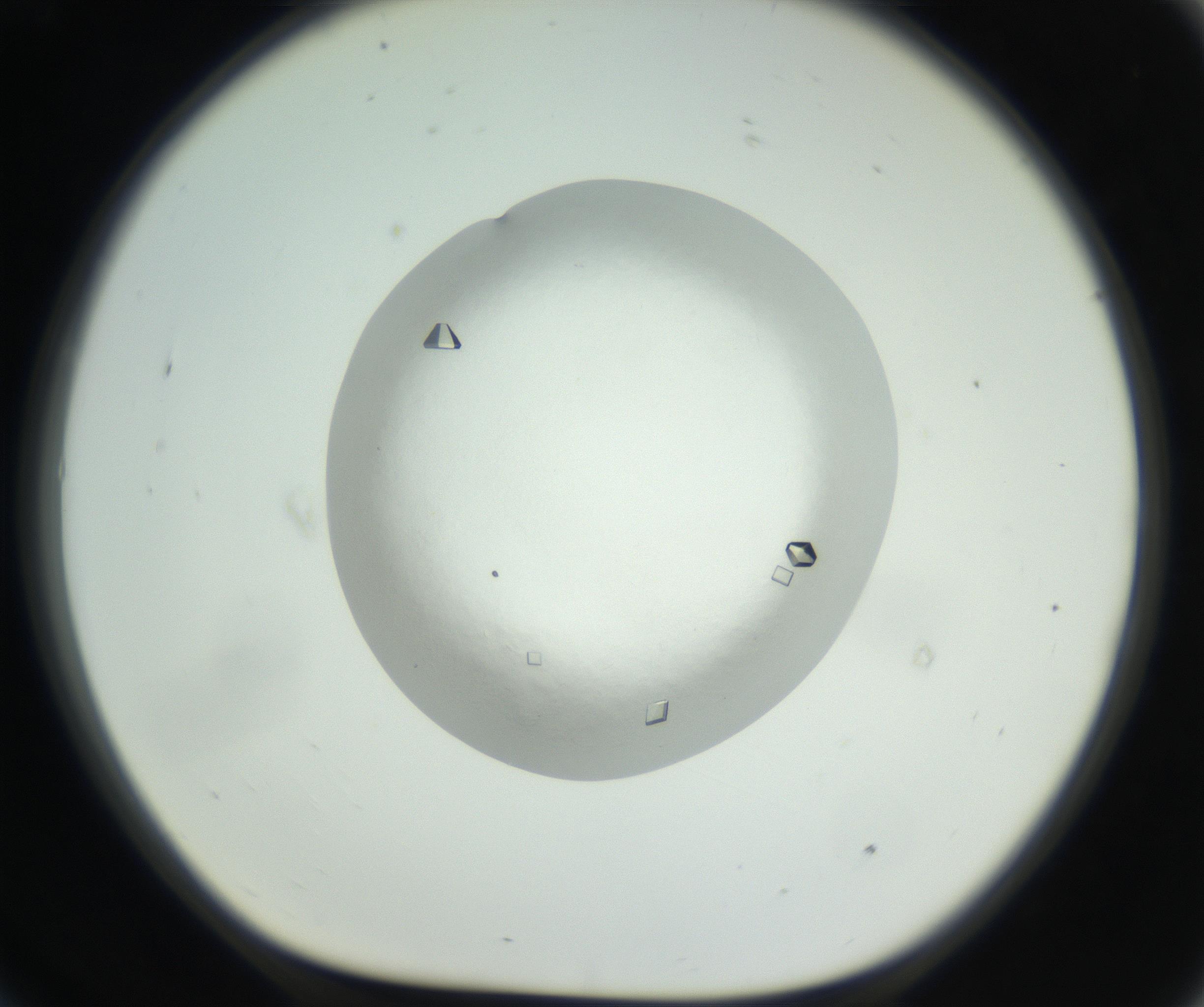 RI01_03_000_0212_Proj1_Clon1_MC_0000MC102631_008_160831_09_07_01_00_99_002_001_RAI.jpg