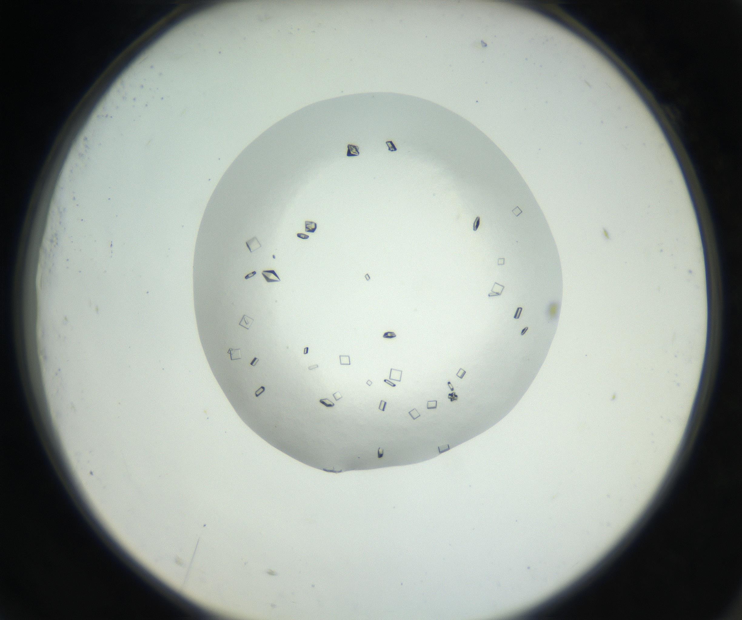 RI01_03_000_0212_Proj1_Clon1_MC_0000MC102631_008_160831_09_07_02_00_99_002_001_RAI.jpg