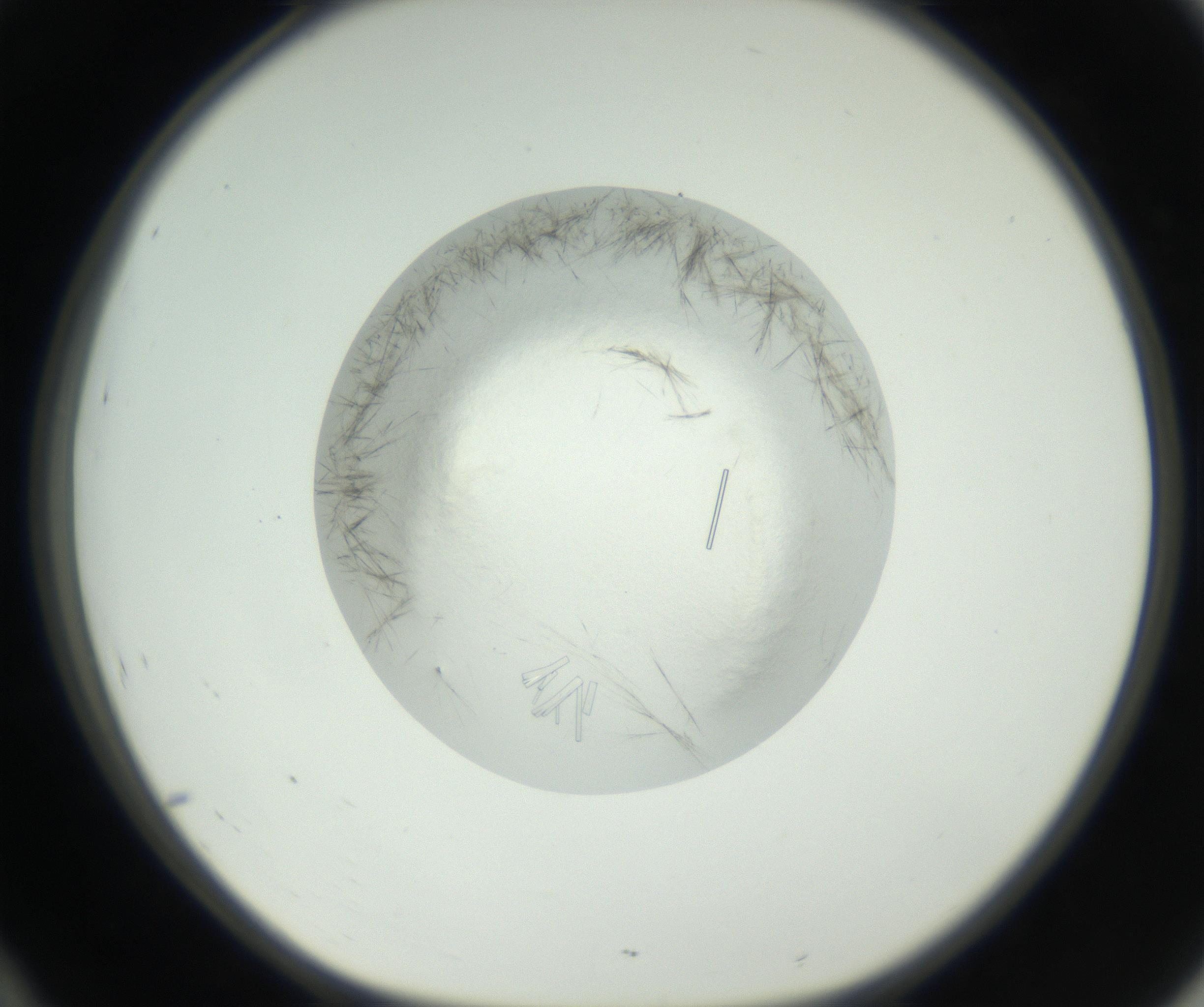 RI01_03_000_0212_Proj1_Clon1_MC_0000MC102631_008_160831_10_04_01_00_99_002_001_RAI.jpg