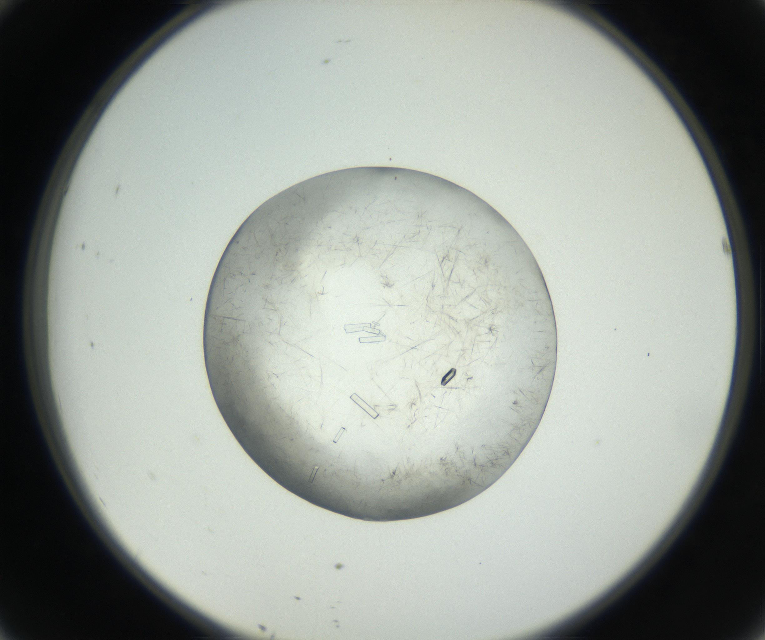 RI01_03_000_0212_Proj1_Clon1_MC_0000MC102631_008_160831_10_04_02_00_99_002_001_RAI.jpg