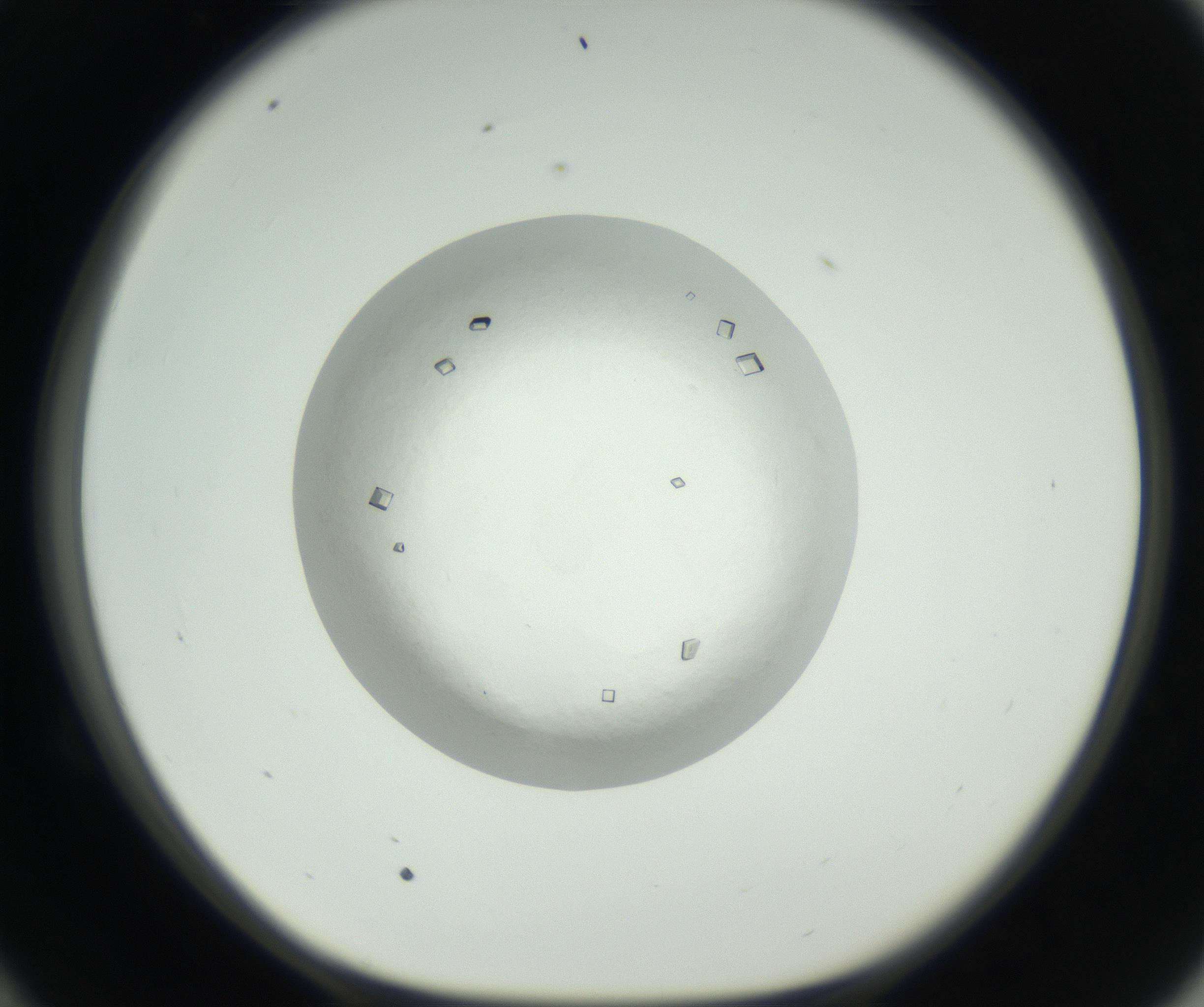 RI01_03_000_0212_Proj1_Clon1_MC_0000MC102631_008_160831_10_05_01_00_99_002_001_RAI.jpg