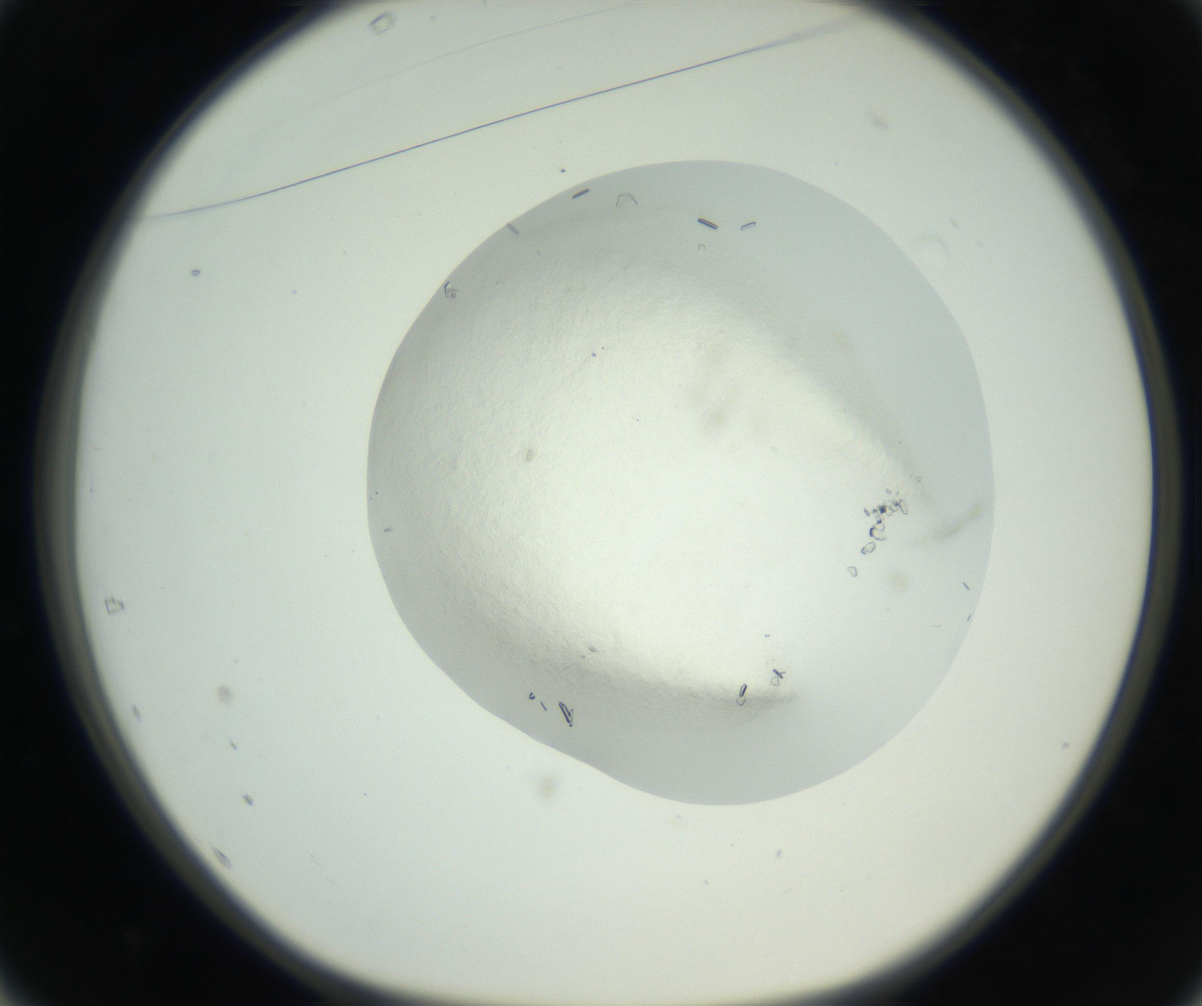 RI01_03_000_0212_Proj1_Clon1_MC_0000MC102631_009_160906_01_04_01_00_99_002_001_RAI.jpg