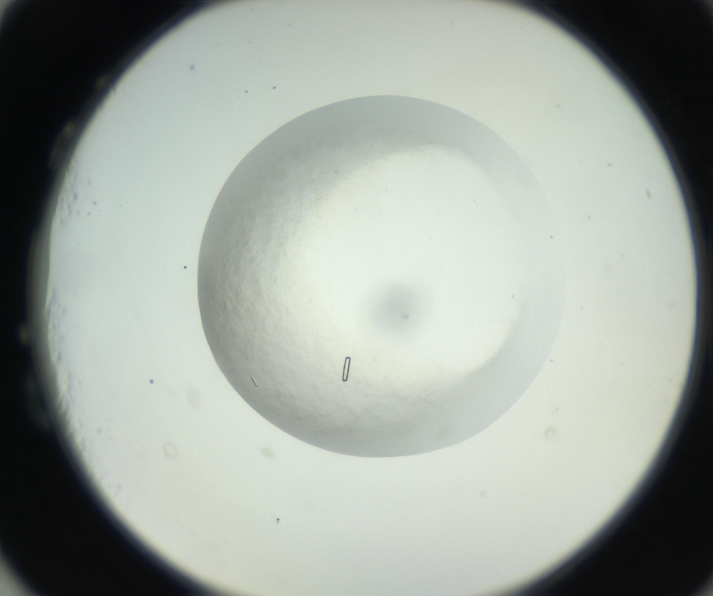 RI01_03_000_0212_Proj1_Clon1_MC_0000MC102631_009_160906_03_08_02_00_99_002_001_RAI.jpg