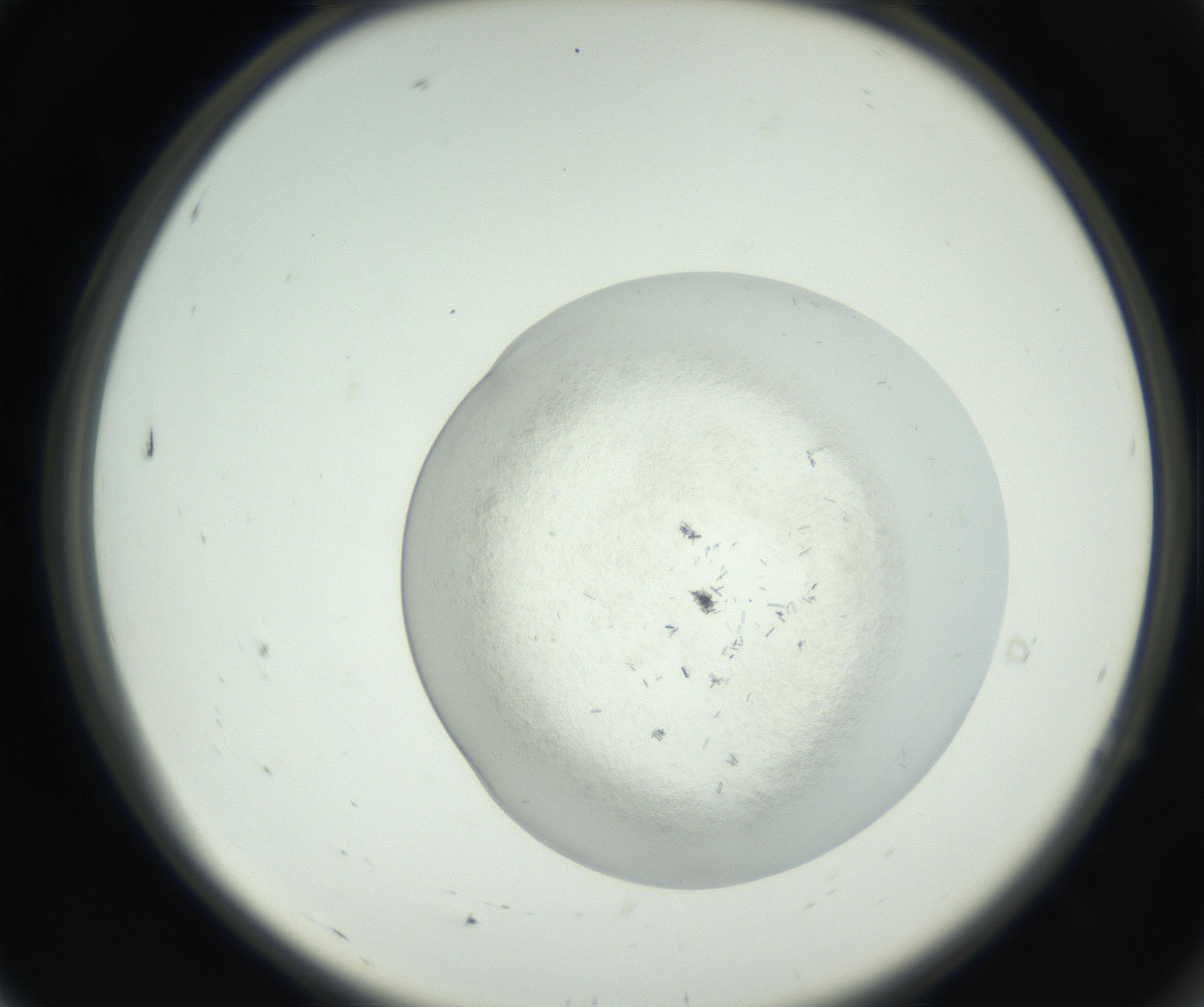 RI01_03_000_0212_Proj1_Clon1_MC_0000MC102631_009_160906_07_01_02_00_99_002_001_RAI.jpg