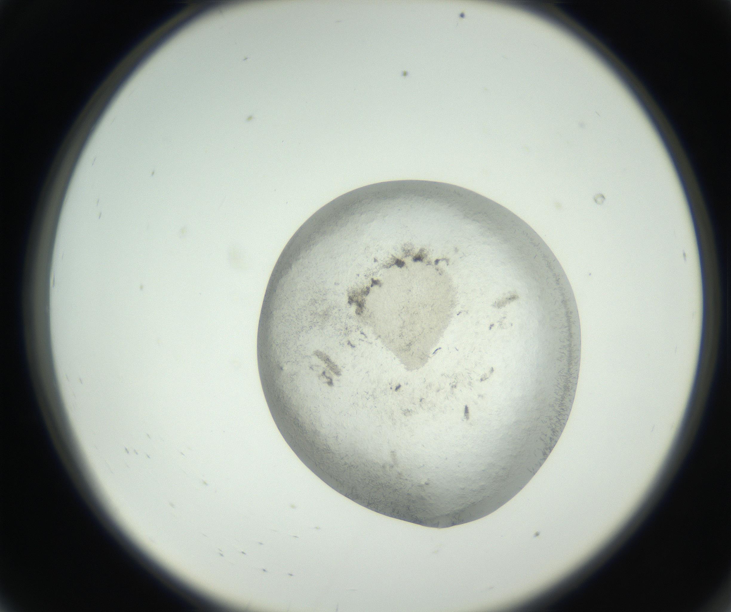 RI01_03_000_0212_Proj1_Clon1_MC_0000MC102631_009_160906_08_01_02_00_99_002_001_RAI.jpg