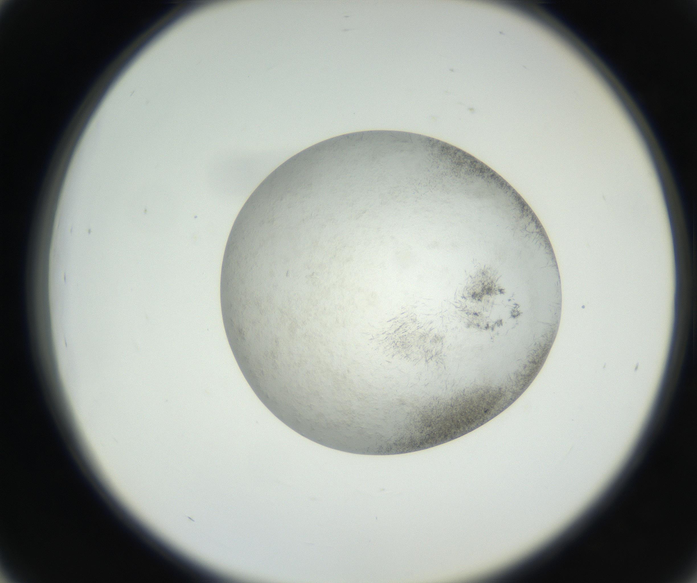 RI01_03_000_0212_Proj1_Clon1_MC_0000MC102632_002_160810_03_04_02_00_99_002_001_RAI.jpg