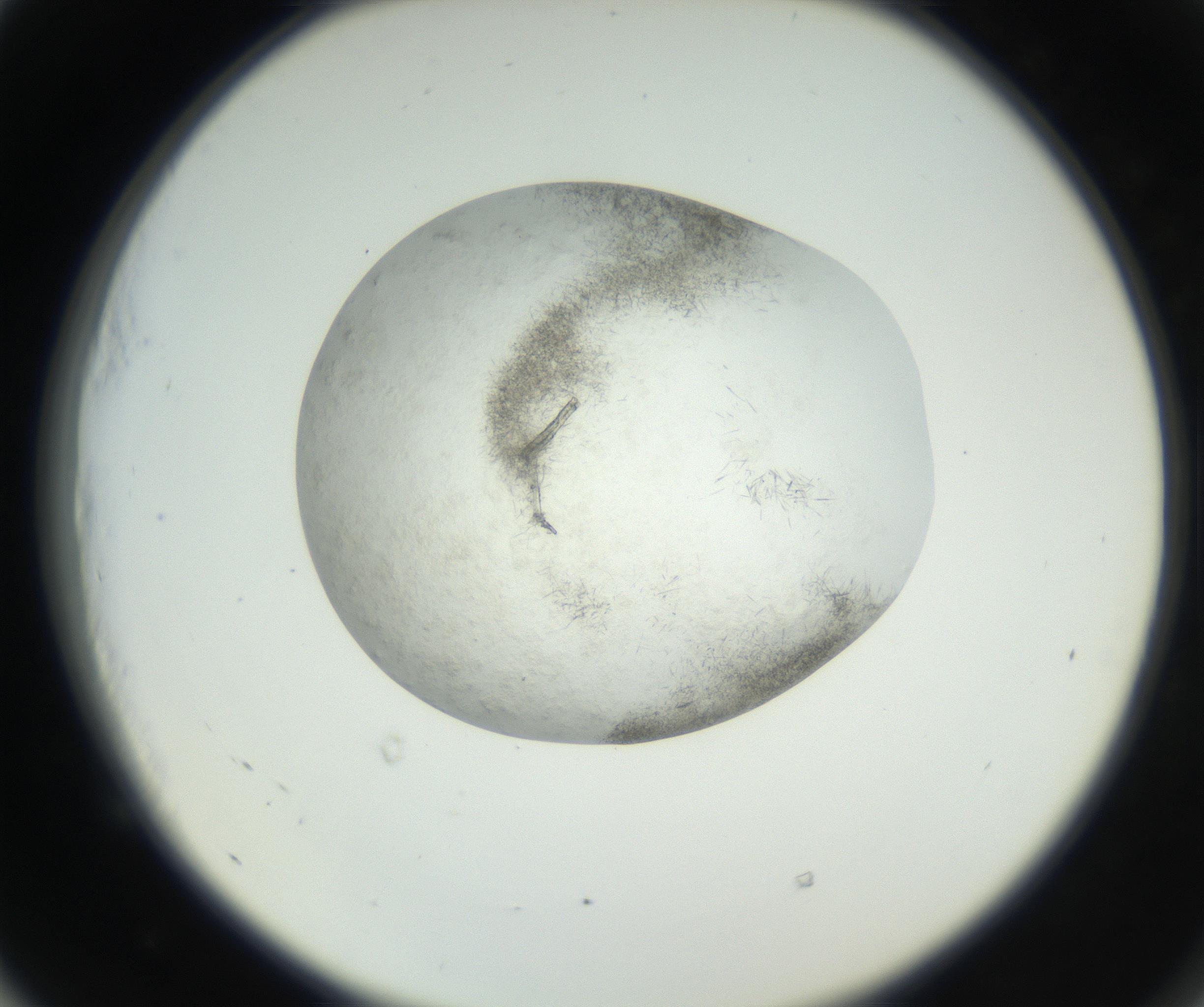 RI01_03_000_0212_Proj1_Clon1_MC_0000MC102632_002_160810_05_05_02_00_99_002_001_RAI.jpg
