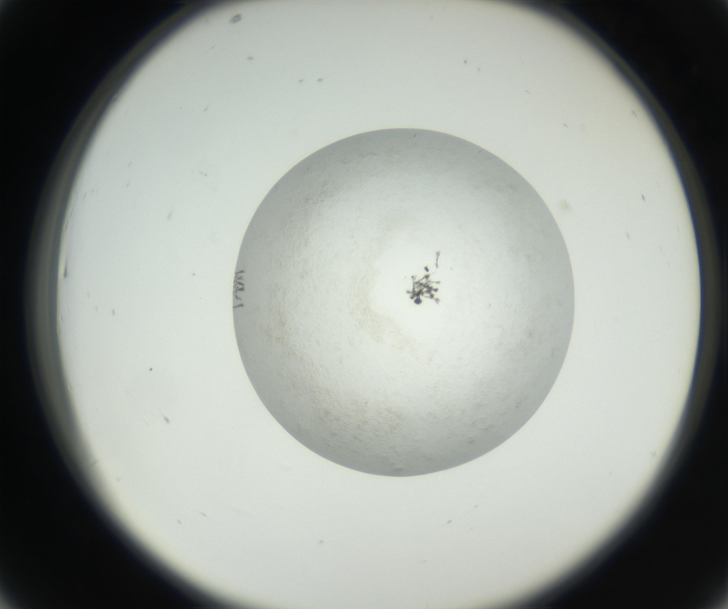 RI01_03_000_0212_Proj1_Clon1_MC_0000MC102632_002_160810_07_04_02_00_99_002_001_RAI.jpg