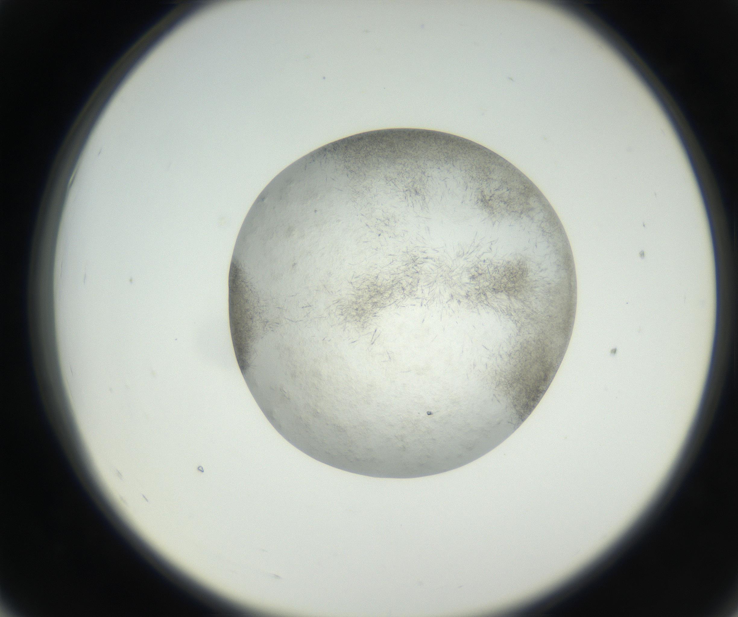 RI01_03_000_0212_Proj1_Clon1_MC_0000MC102632_002_160810_07_05_02_00_99_002_001_RAI.jpg