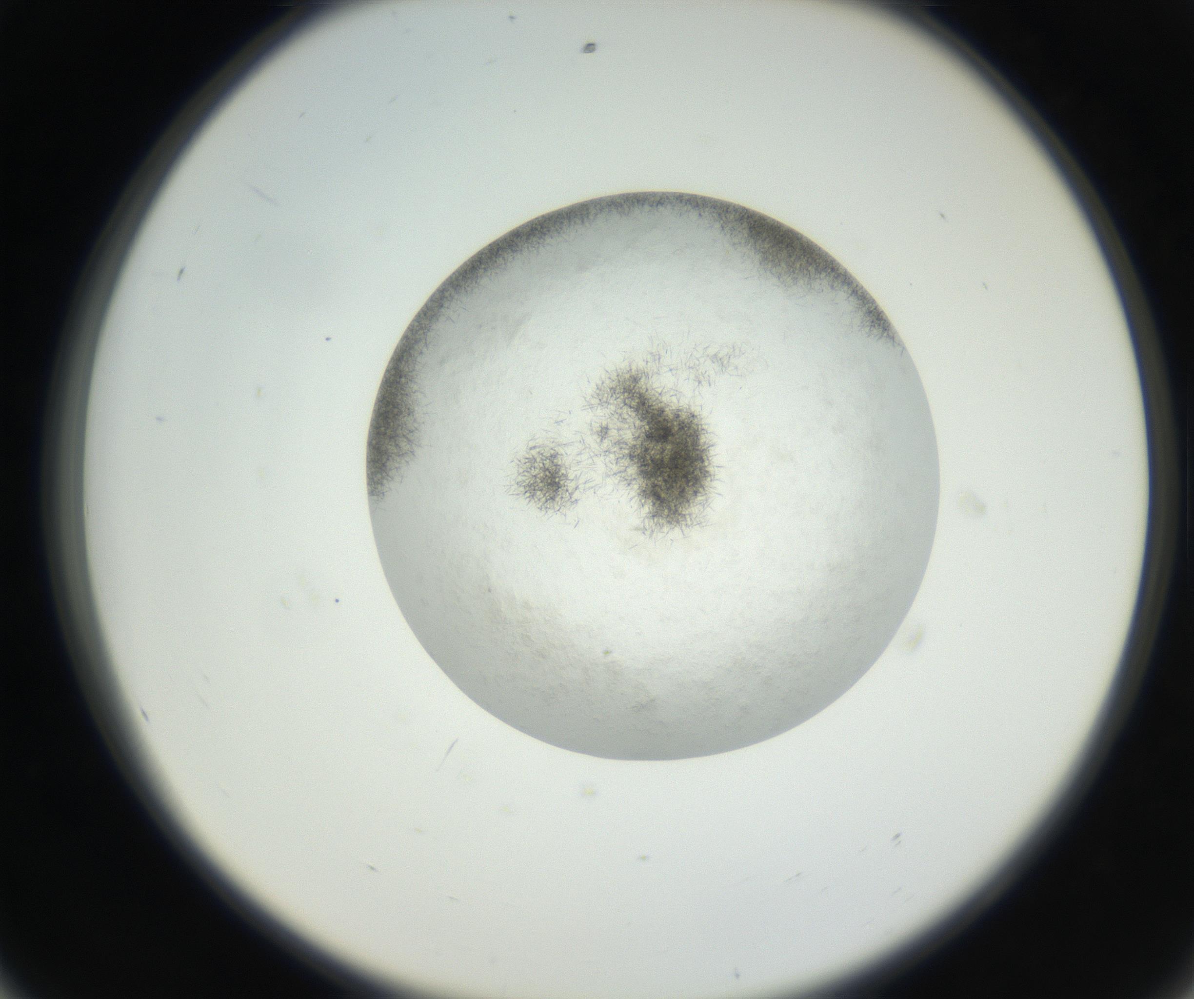 RI01_03_000_0212_Proj1_Clon1_MC_0000MC102632_002_160810_08_05_02_00_99_002_001_RAI.jpg