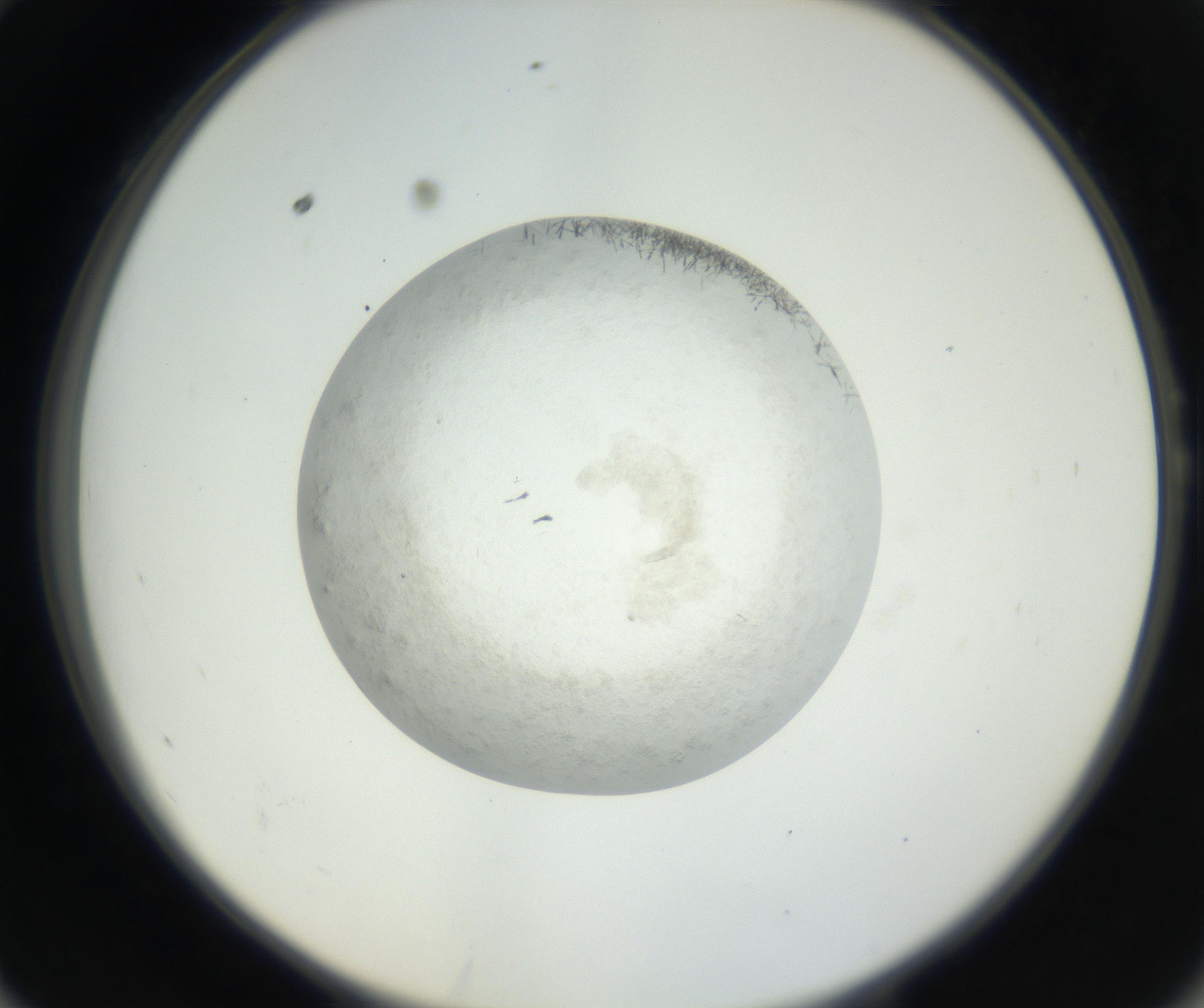 RI01_03_000_0212_Proj1_Clon1_MC_0000MC102632_002_160810_10_05_02_00_99_002_001_RAI.jpg
