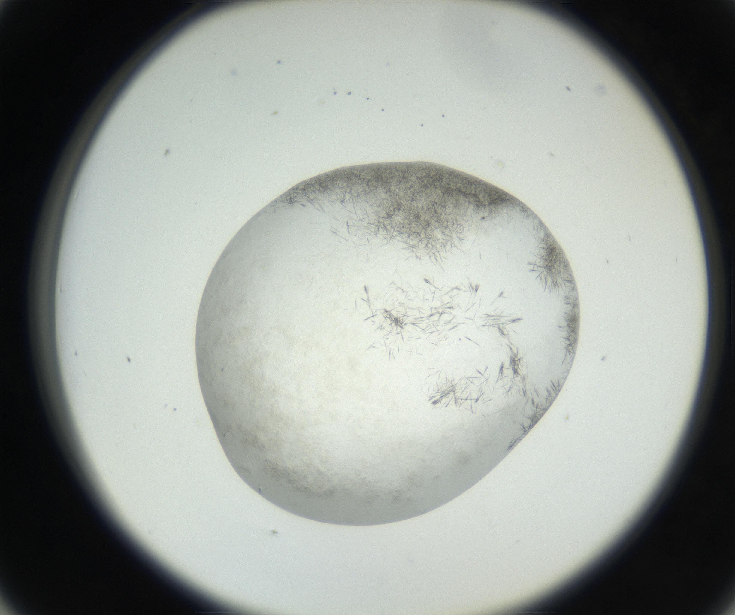 RI01_03_000_0212_Proj1_Clon1_MC_0000MC102632_003_160812_05_04_02_00_99_002_001_RAI.jpg