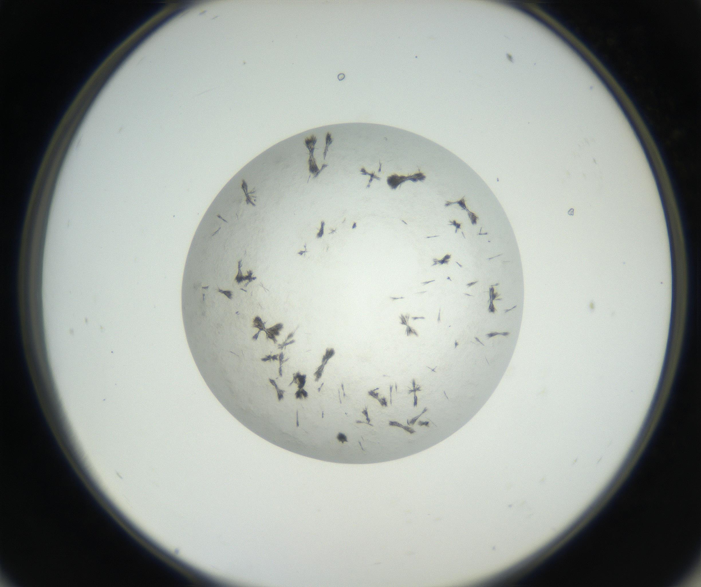 RI01_03_000_0212_Proj1_Clon1_MC_0000MC102632_003_160812_11_05_02_00_99_002_001_RAI.jpg