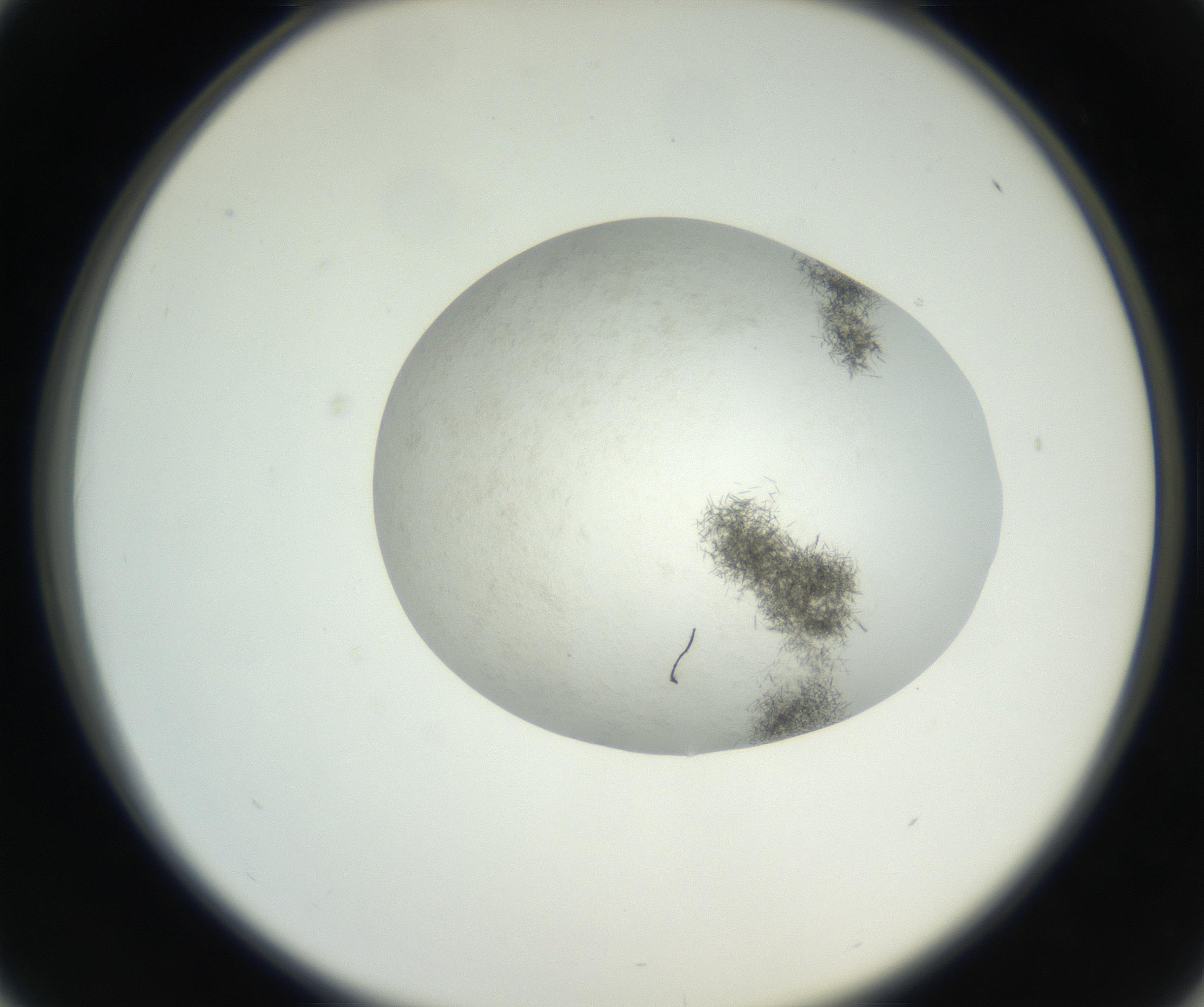 RI01_03_000_0212_Proj1_Clon1_MC_0000MC102632_004_160814_01_04_02_00_99_002_001_RAI.jpg