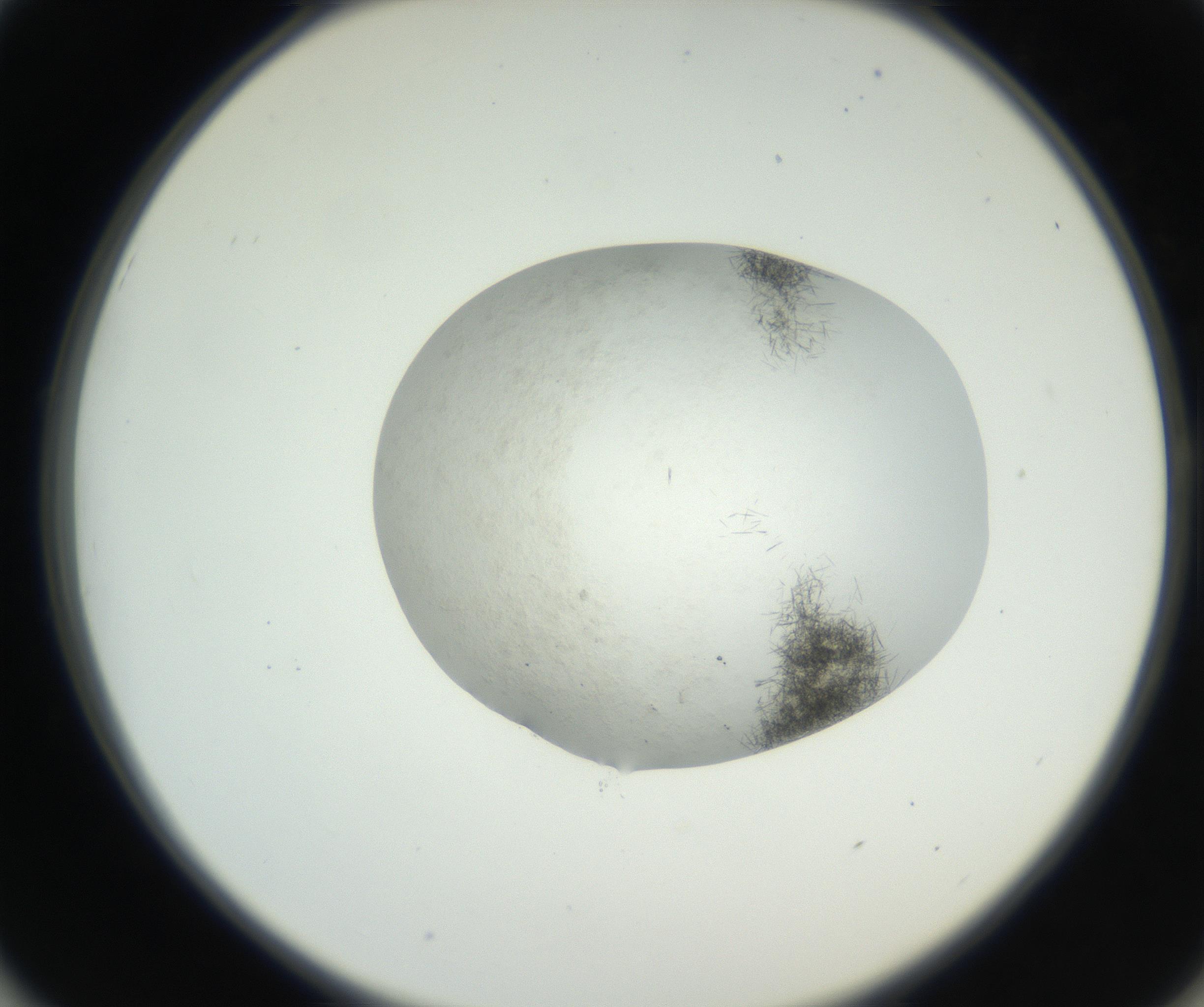 RI01_03_000_0212_Proj1_Clon1_MC_0000MC102632_004_160814_01_05_02_00_99_002_001_RAI.jpg