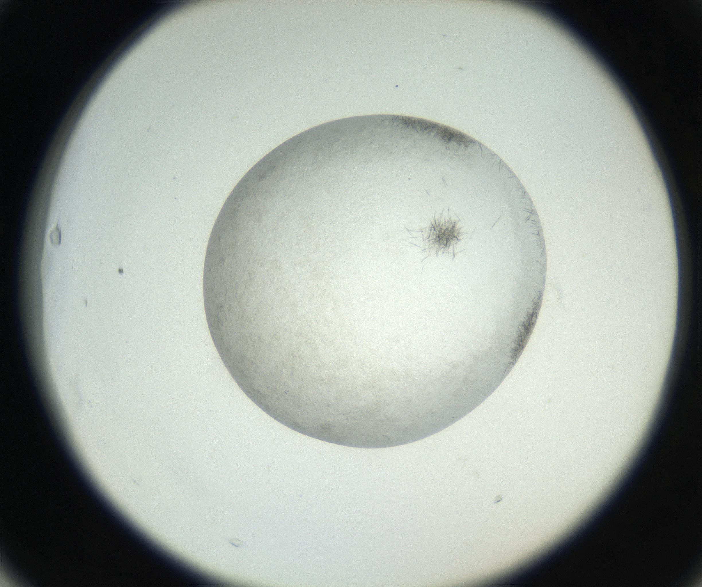 RI01_03_000_0212_Proj1_Clon1_MC_0000MC102632_004_160814_03_06_02_00_99_002_001_RAI.jpg