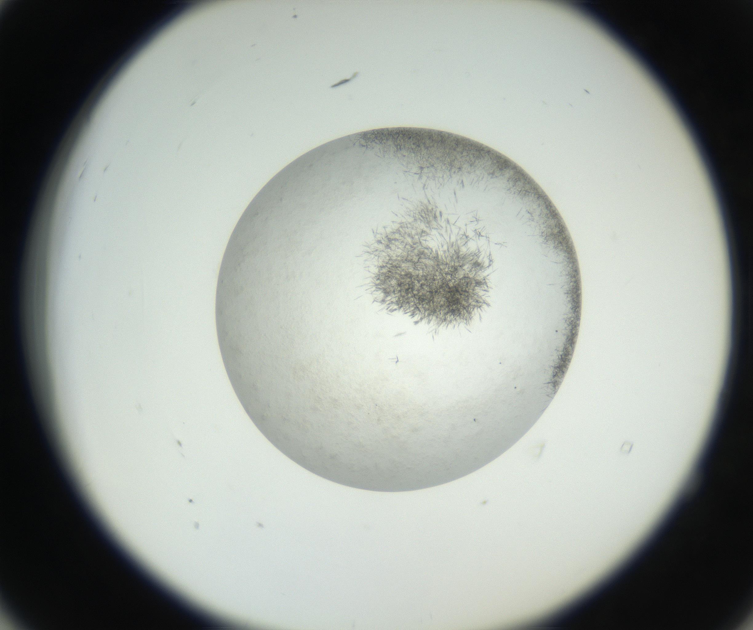 RI01_03_000_0212_Proj1_Clon1_MC_0000MC102632_004_160814_04_05_02_00_99_002_001_RAI.jpg