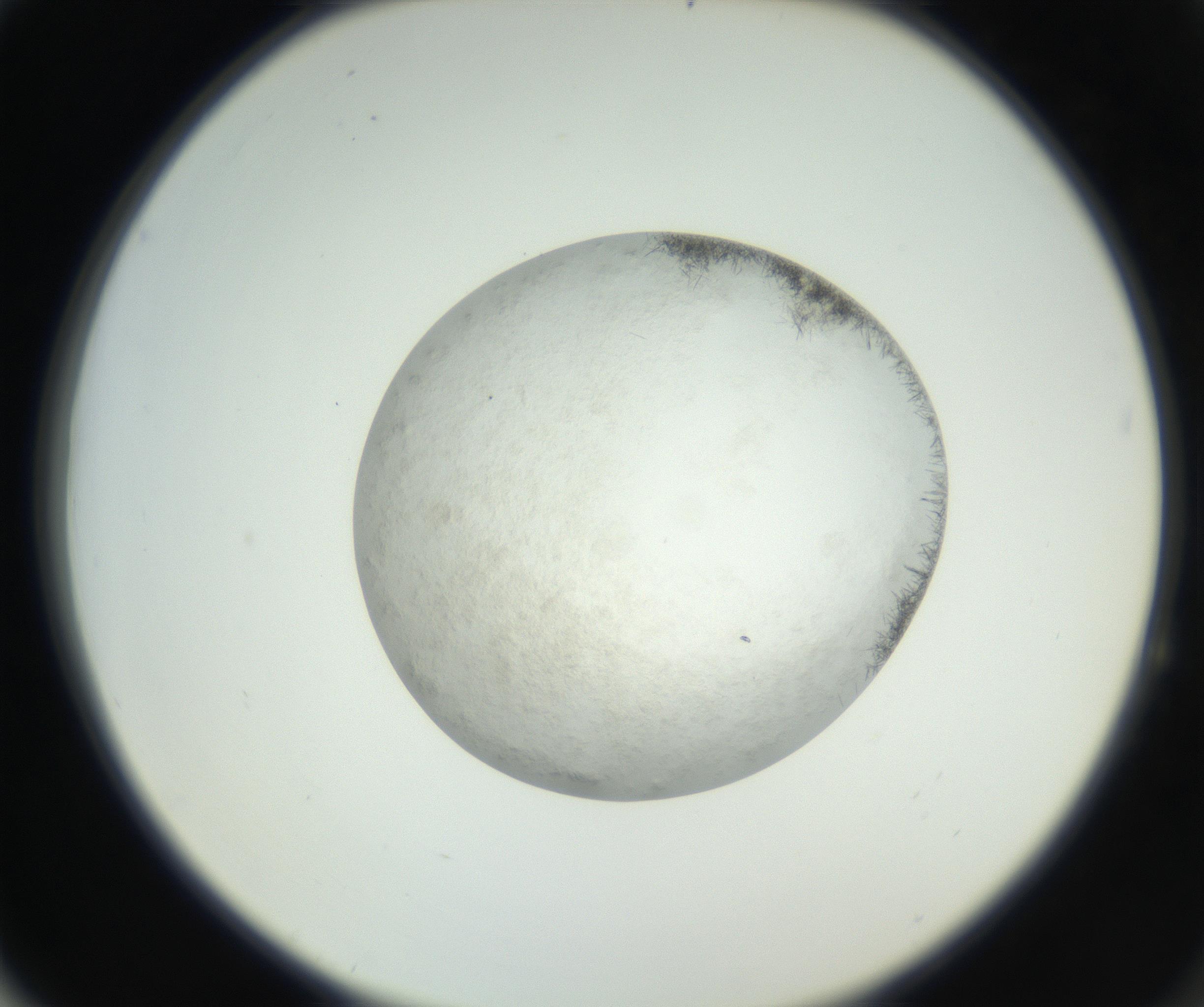 RI01_03_000_0212_Proj1_Clon1_MC_0000MC102632_004_160814_04_06_02_00_99_002_001_RAI.jpg