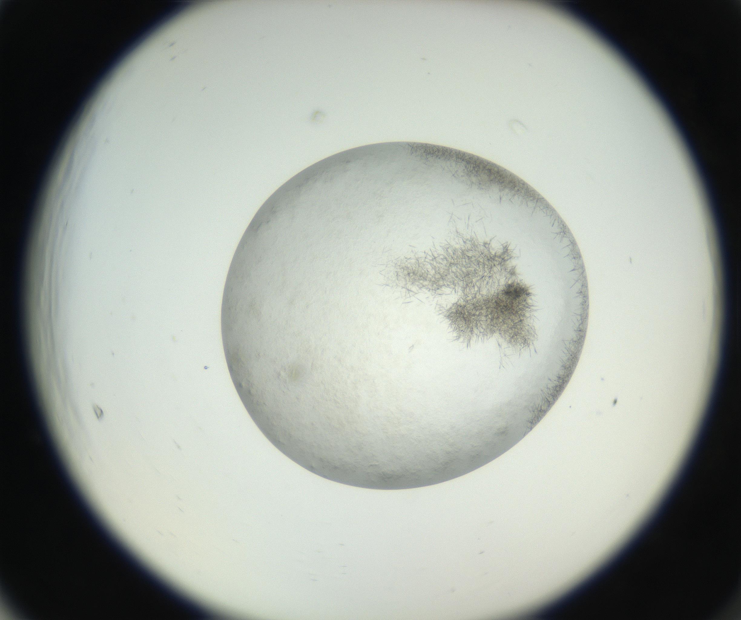 RI01_03_000_0212_Proj1_Clon1_MC_0000MC102632_004_160814_05_06_02_00_99_002_001_RAI.jpg