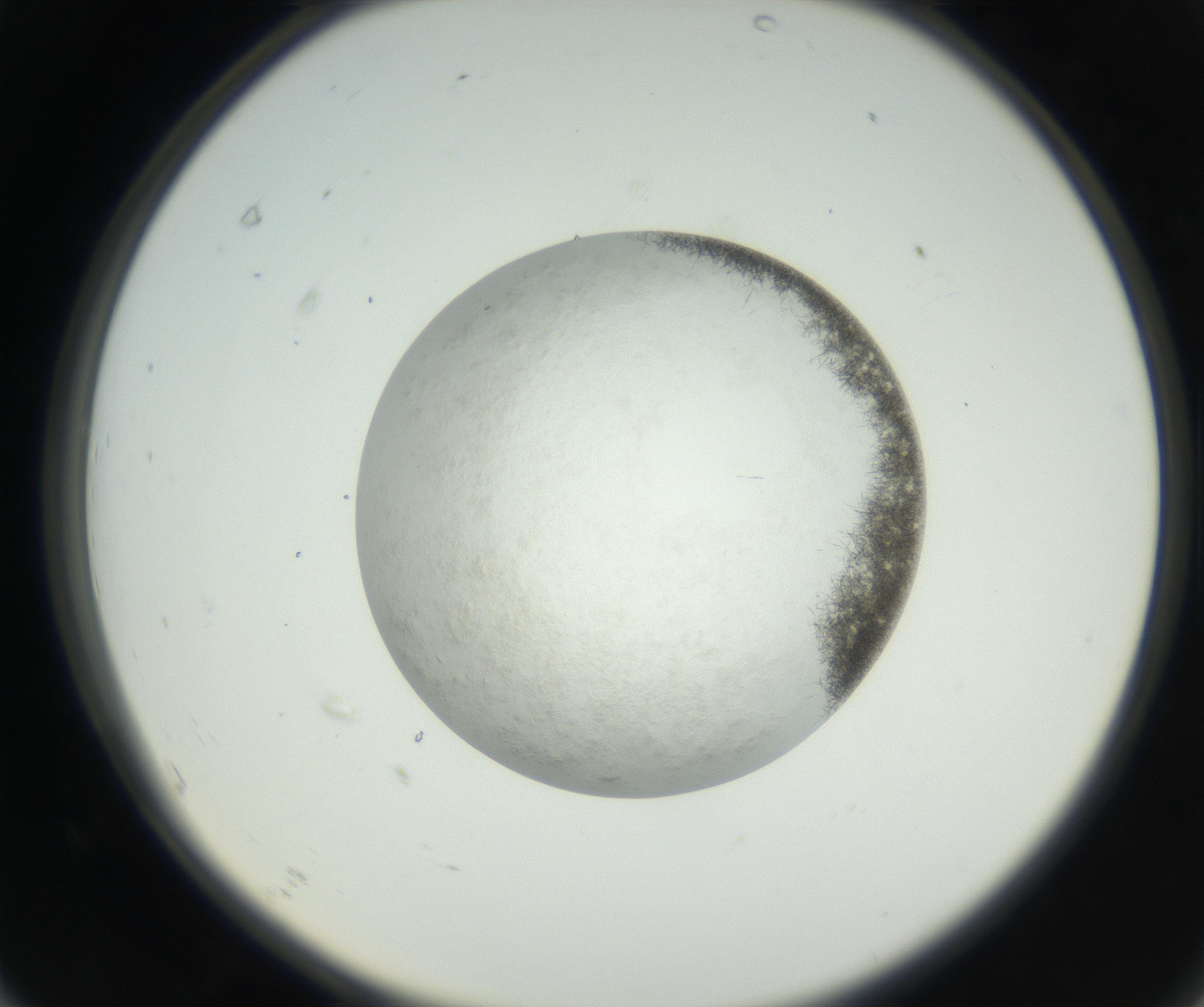 RI01_03_000_0212_Proj1_Clon1_MC_0000MC102632_004_160814_07_06_02_00_99_002_001_RAI.jpg