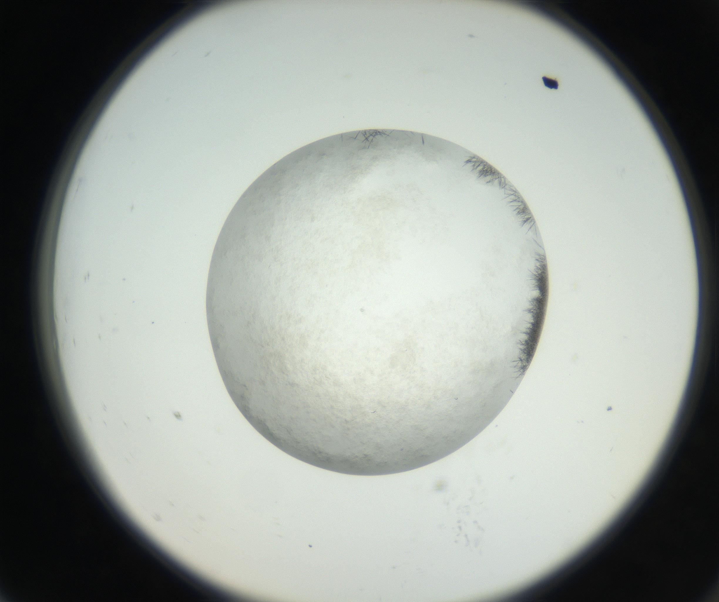 RI01_03_000_0212_Proj1_Clon1_MC_0000MC102632_004_160814_07_07_02_00_99_002_001_RAI.jpg