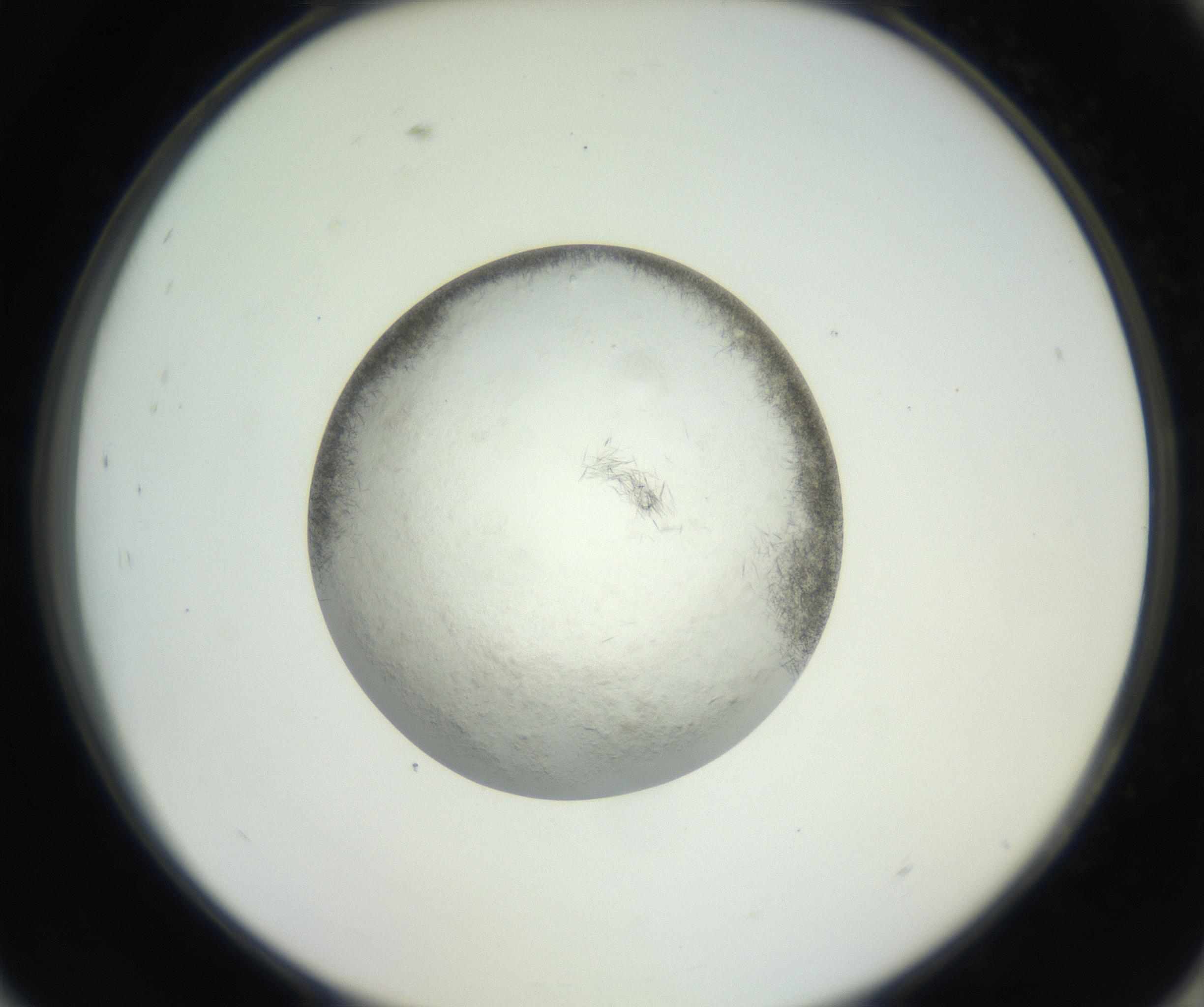 RI01_03_000_0212_Proj1_Clon1_MC_0000MC102632_004_160814_09_08_02_00_99_002_001_RAI.jpg