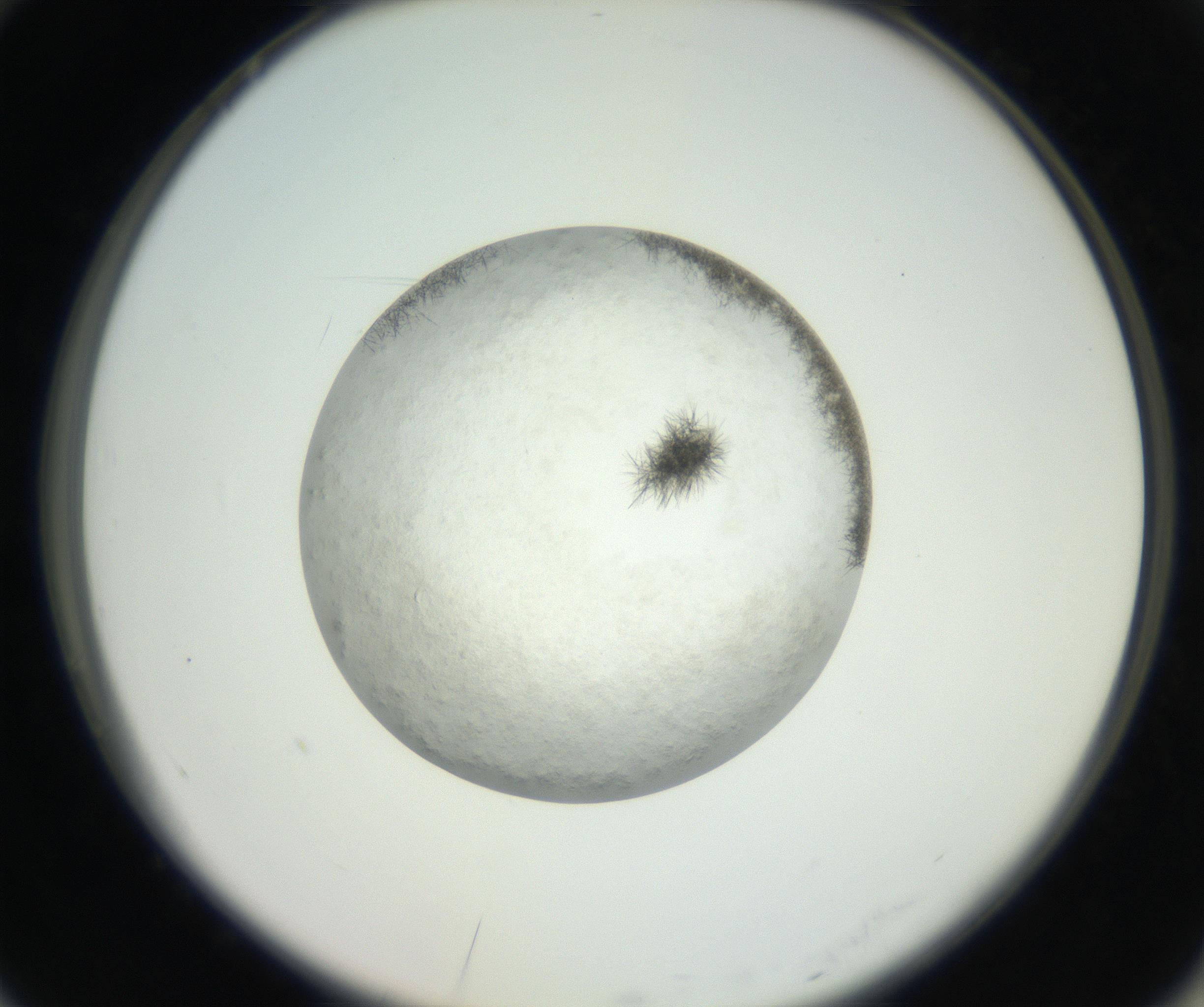 RI01_03_000_0212_Proj1_Clon1_MC_0000MC102632_004_160814_10_07_02_00_99_002_001_RAI.jpg